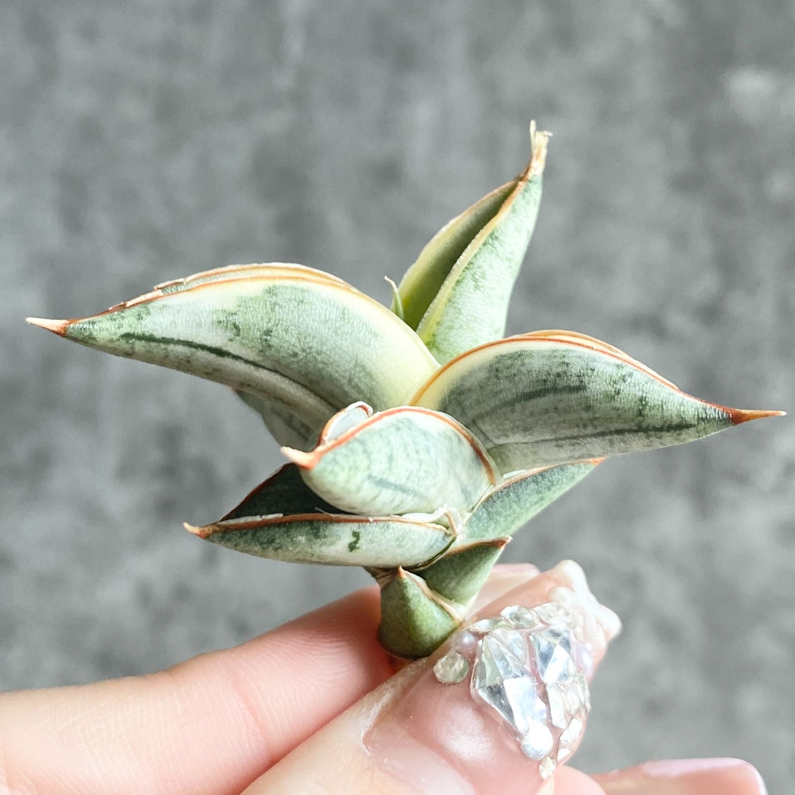 S11961【SS級超希少 ！！】白斑入り サンスベリア ブルー クローン