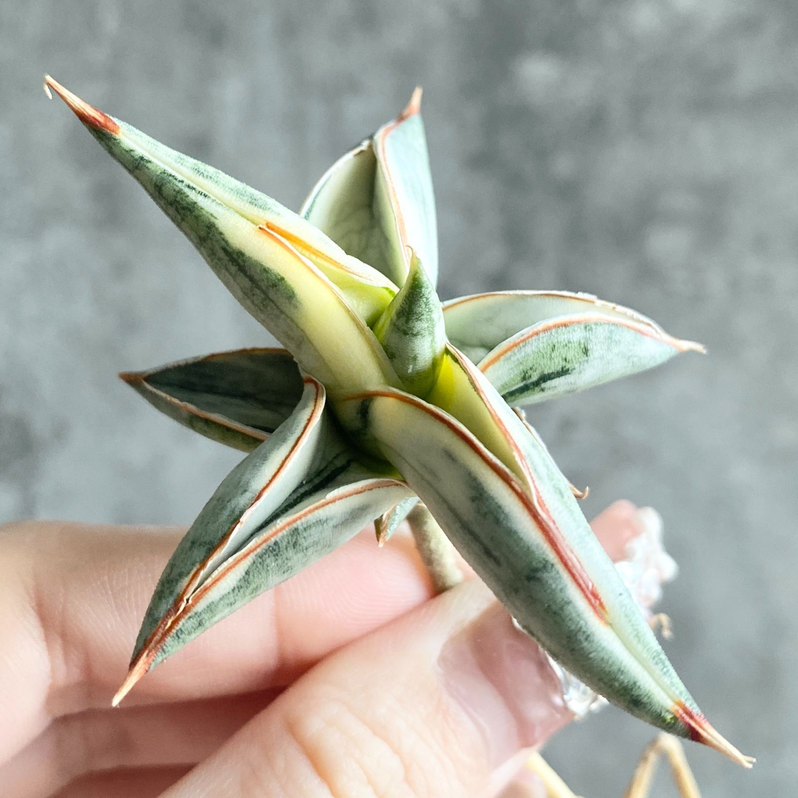 S11962【SS級超希少 ！！】白斑入り サンスベリア ブルー クローン