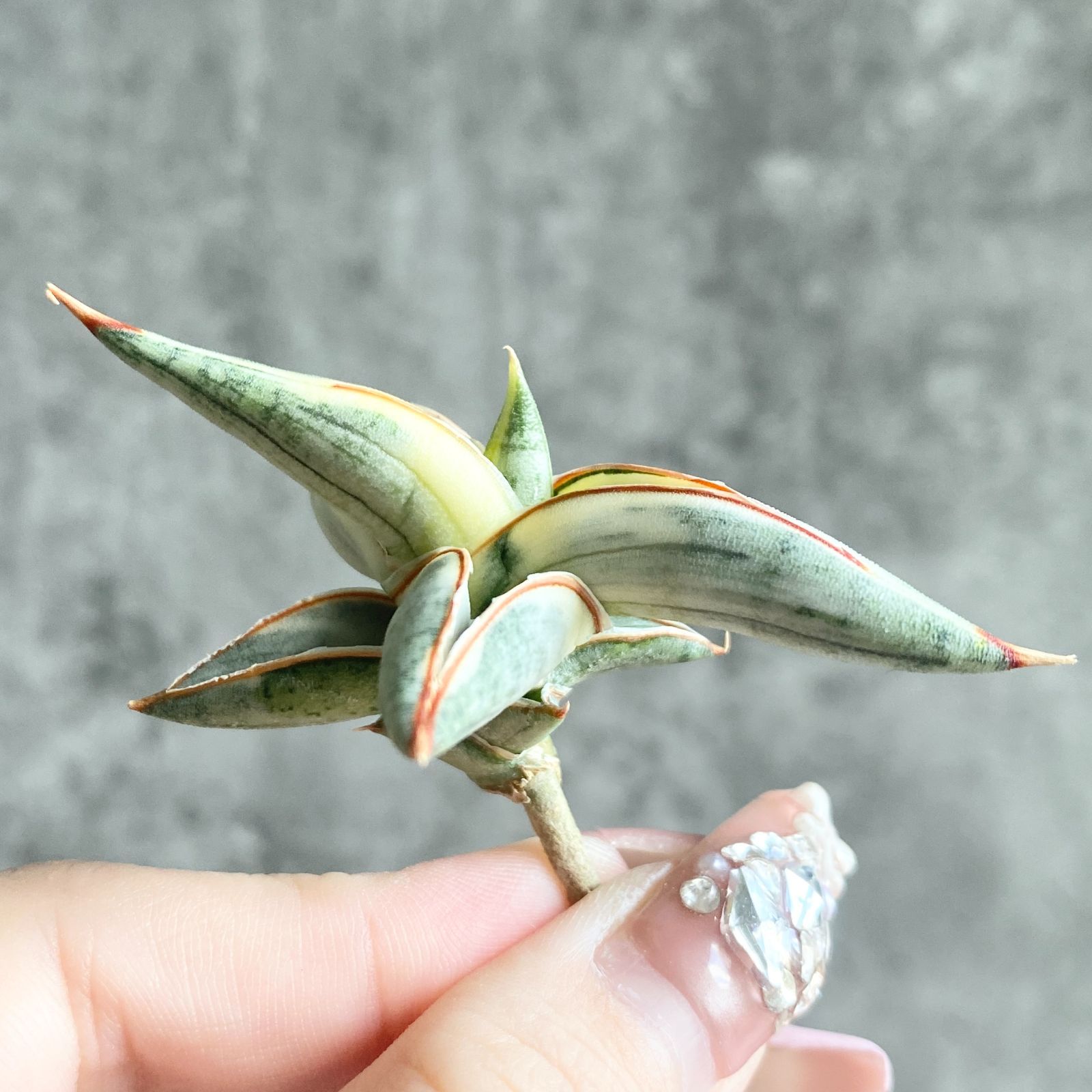 S11962【SS級超希少 ！！】白斑入り サンスベリア ブルー クローン