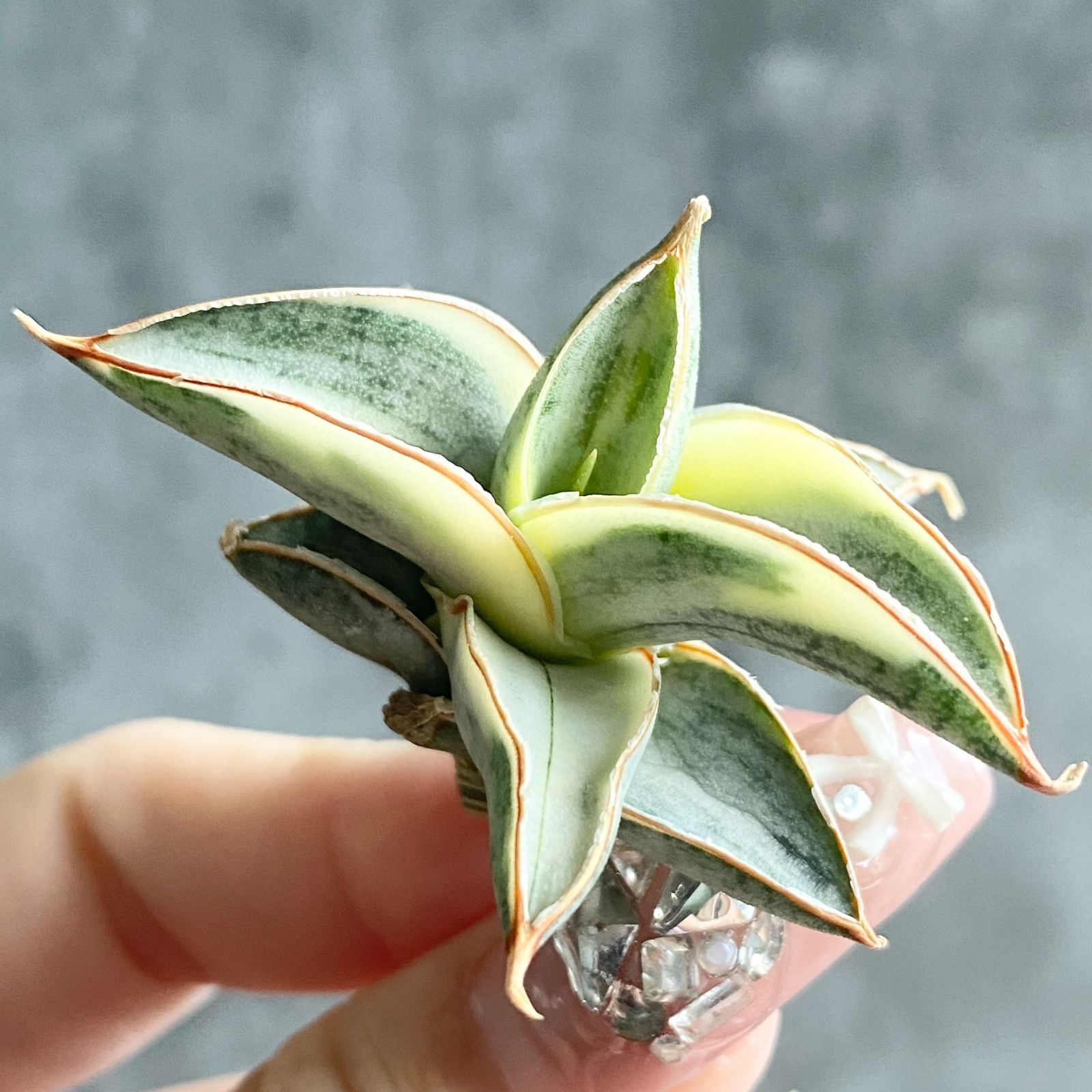 S11965【SS級超希少 ！！】白斑入り サンスベリア ブルー クローン