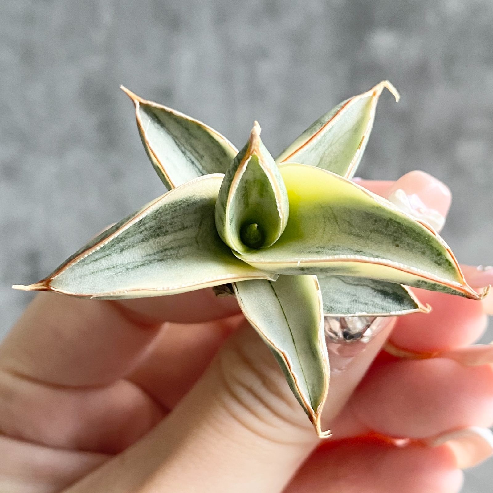 S11965【SS級超希少 ！！】白斑入り サンスベリア ブルー クローン