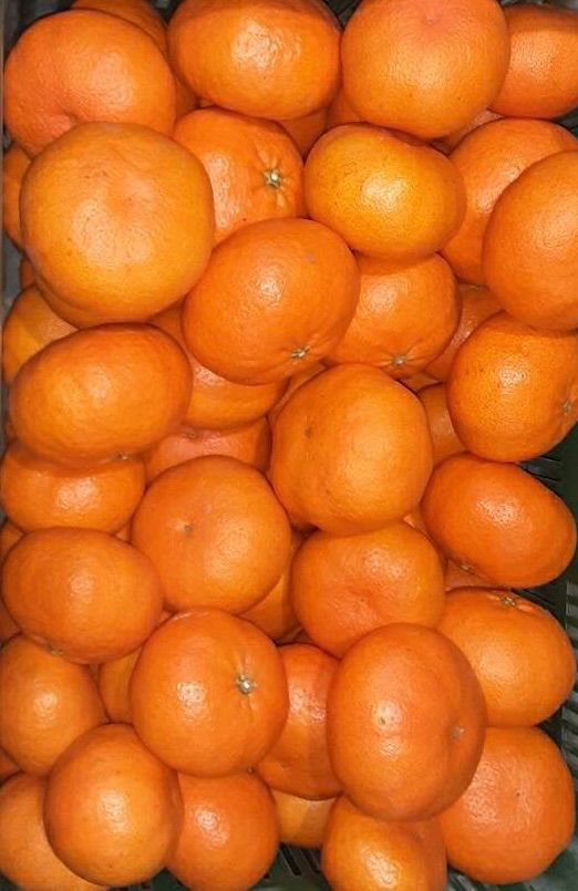 愛媛県　甘平　柑橘　 10kg 愛媛県 甘平 柑橘 10kg