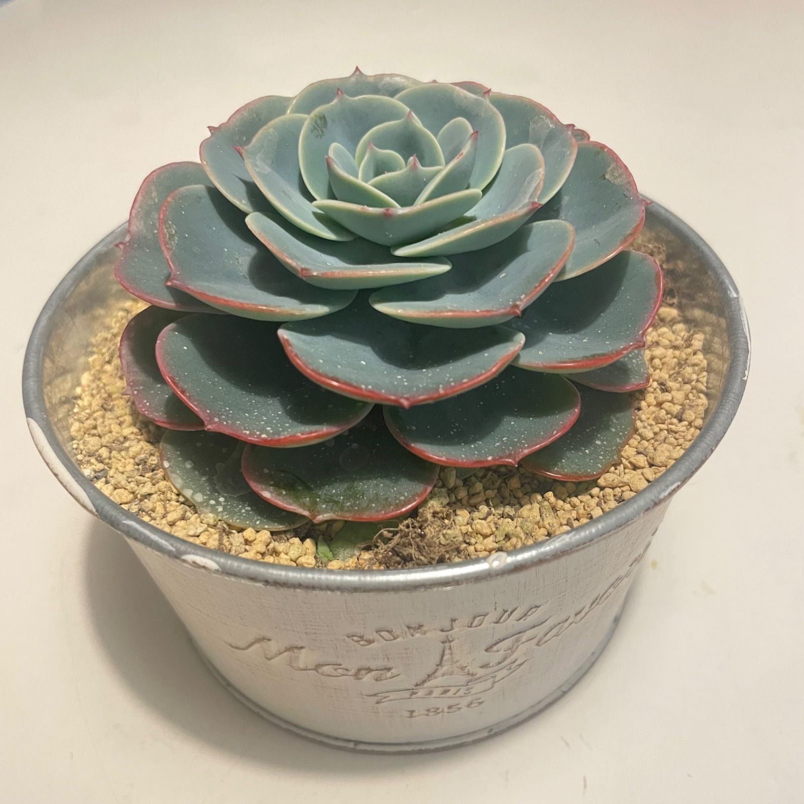 七福神抜き苗多肉植物 多肉植物 七福神 カット・抜き苗