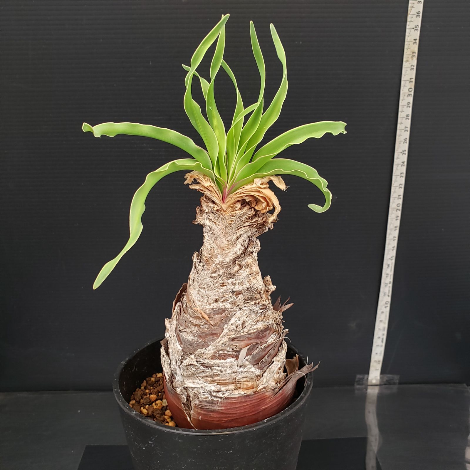 K227【自社養生株】ブーファン ディスティチャ（現地球・発根株