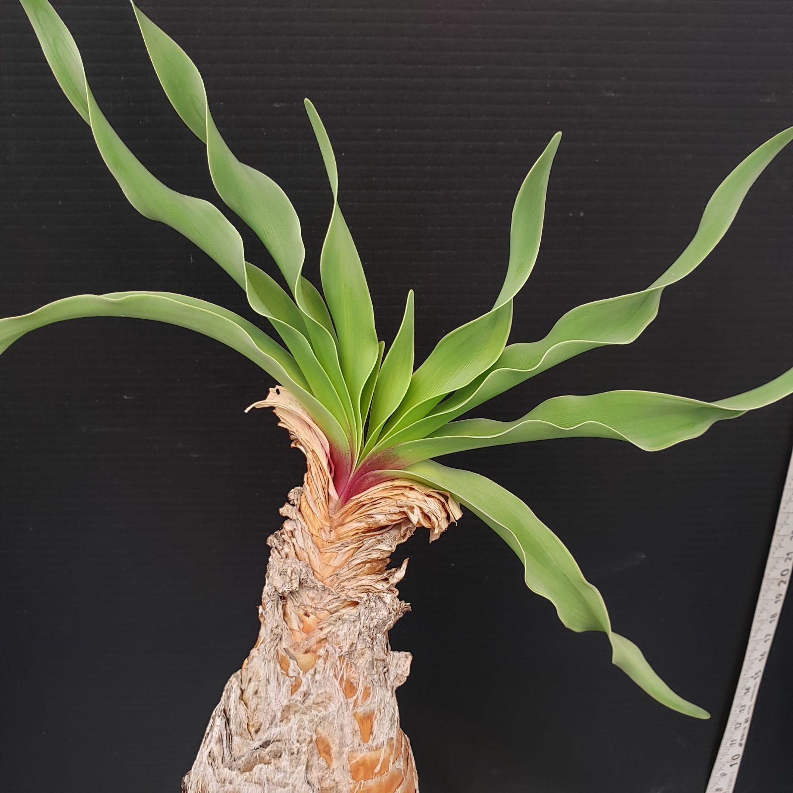 K229【自社養生株】ブーファン ディスティチャ（現地球・発根株