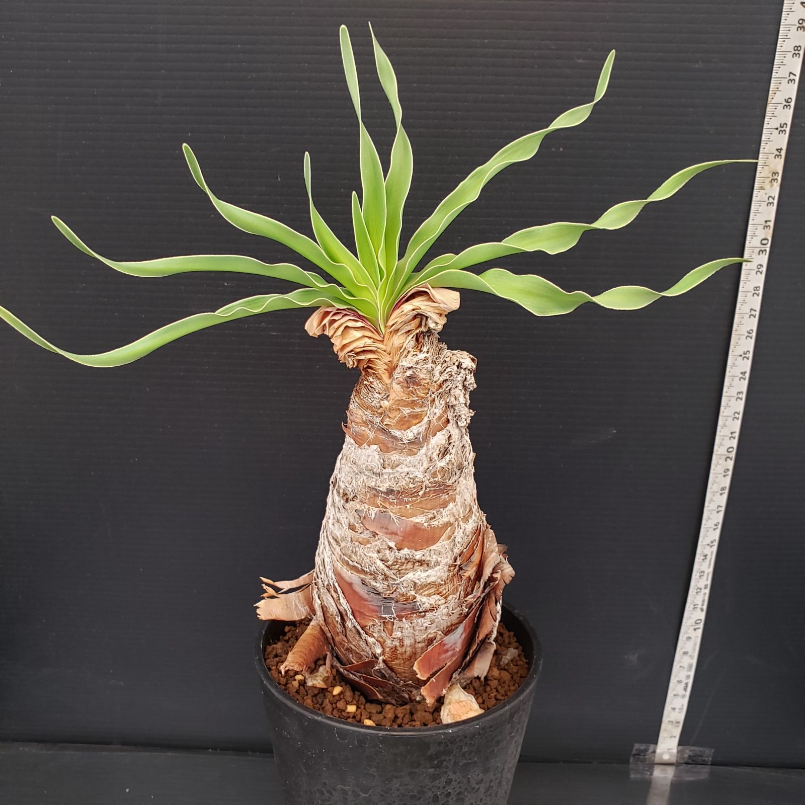 K231【自社養生株】ブーファン ディスティチャ（現地球・発根株