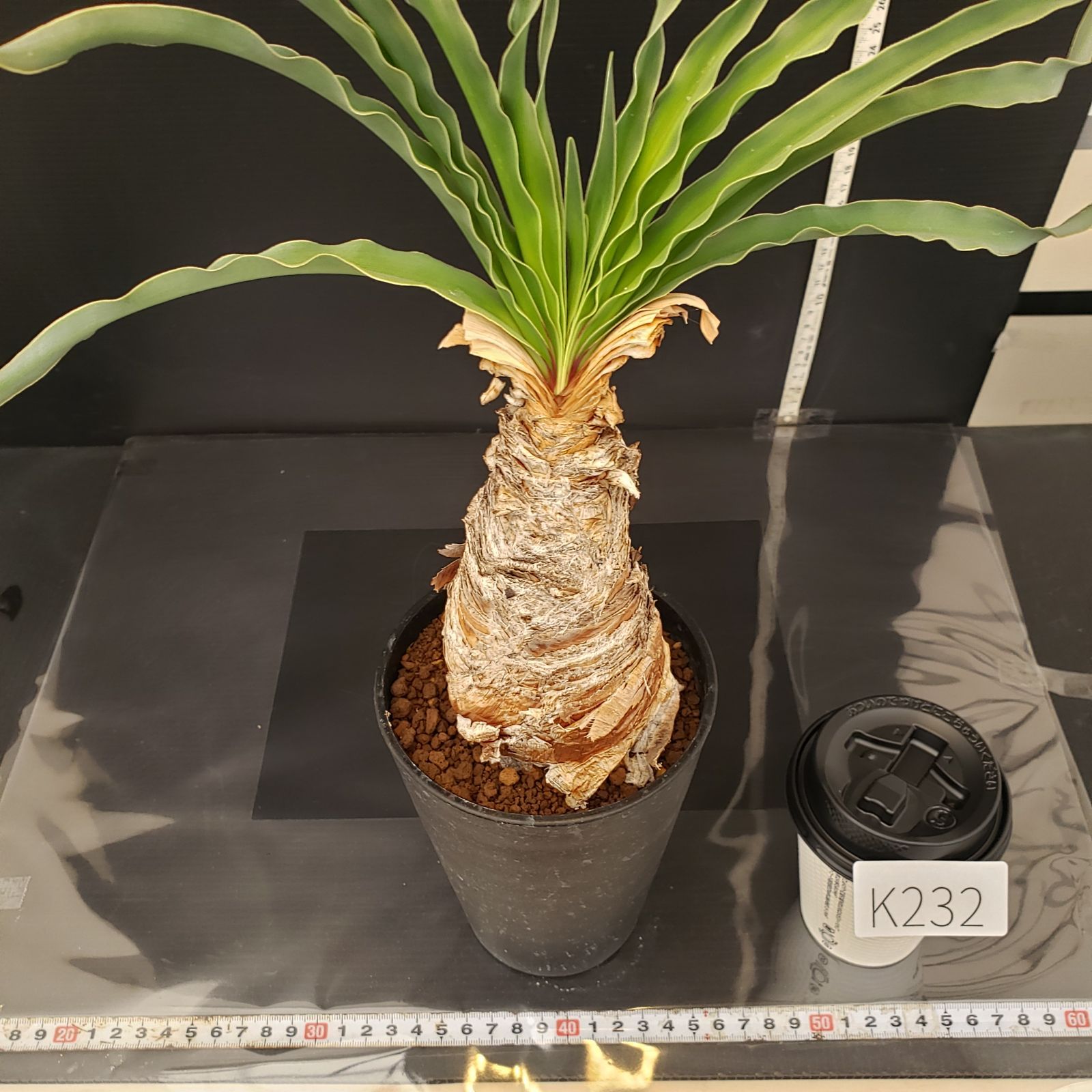 K232【自社養生株】ブーファン ディスティチャ（現地球・発根株