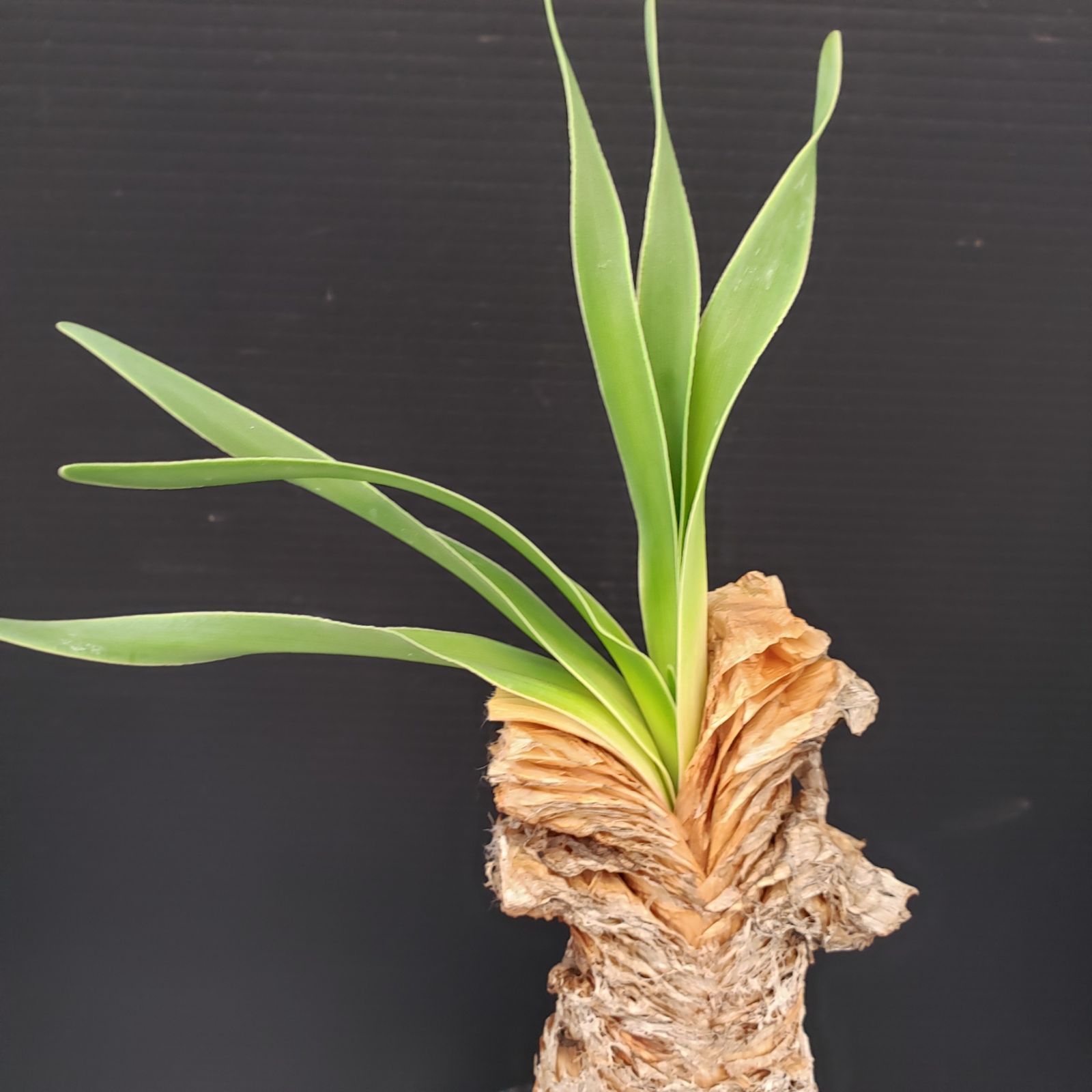 K234【自社養生株】ブーファン ディスティチャ（現地球・発根株