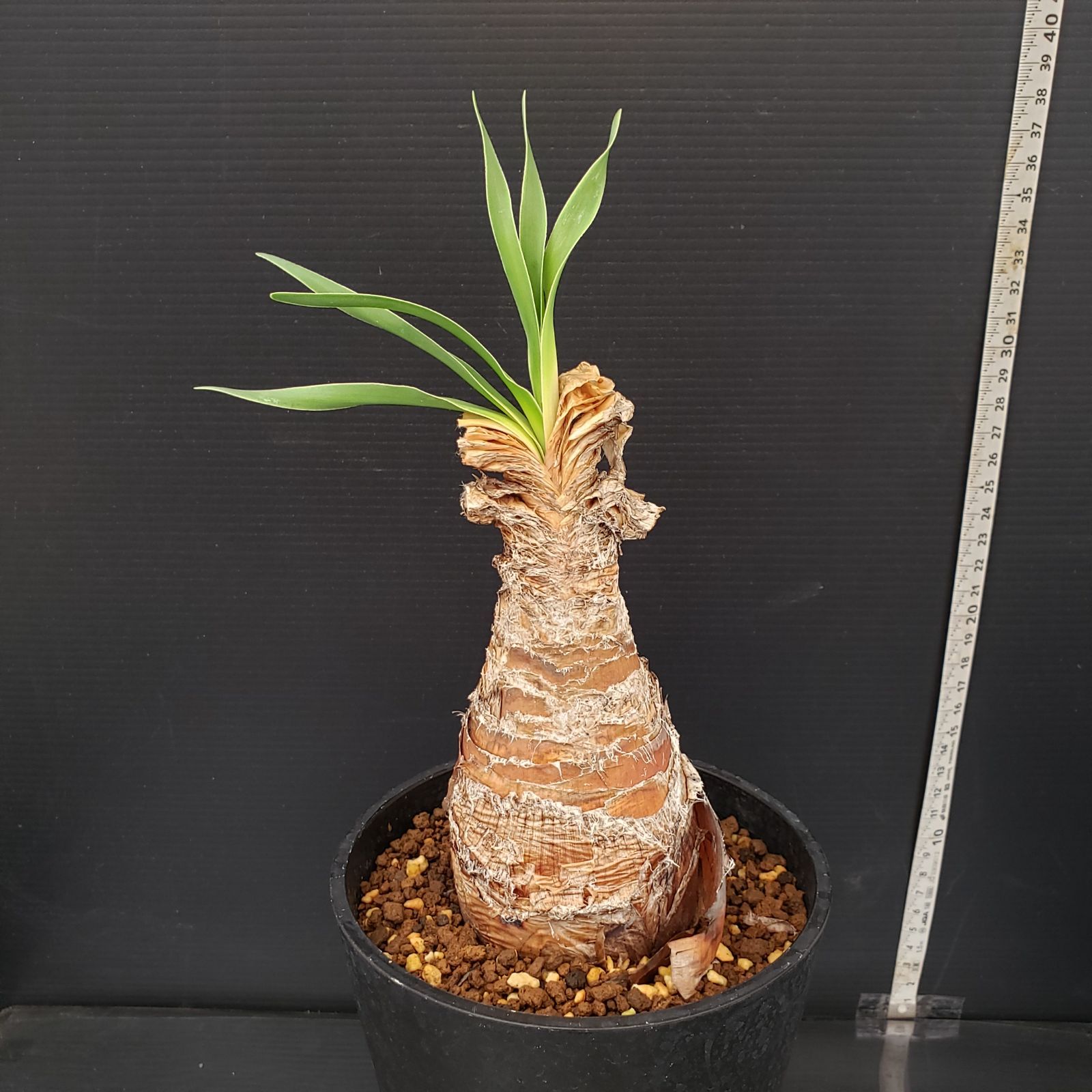 K234【自社養生株】ブーファン ディスティチャ（現地球・発根株