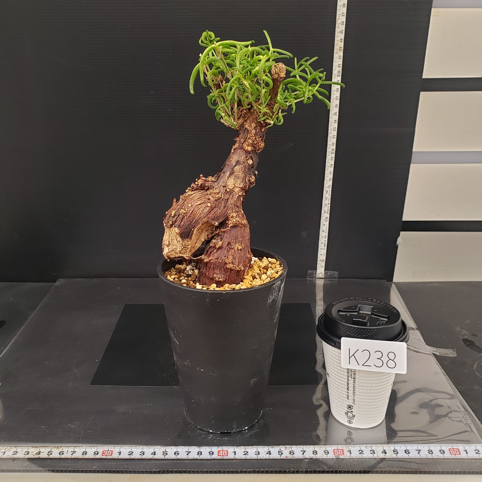 K238【自社養生株】メストクレマ（現地球・発根株・鉢植え）【塊根植物