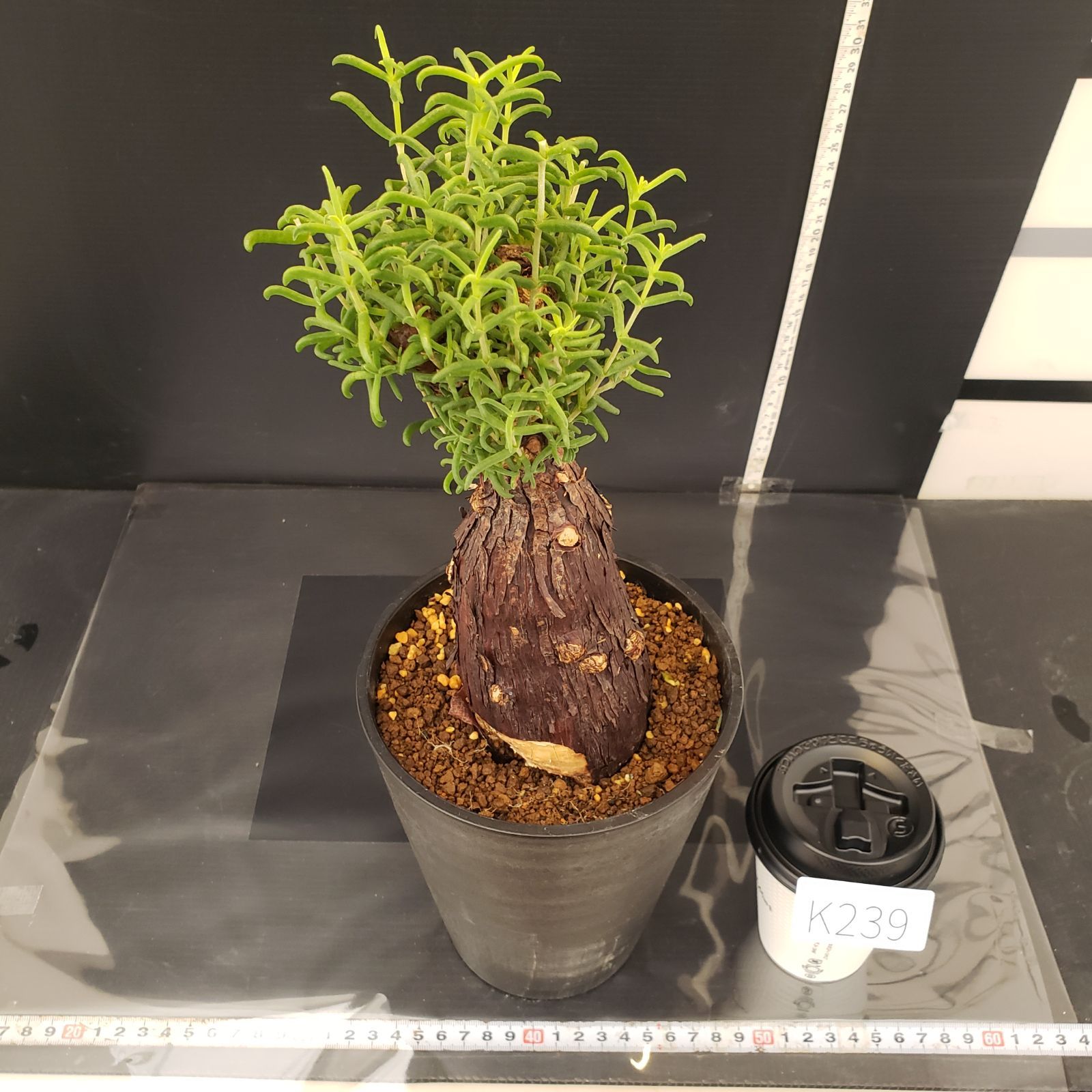 K239【自社養生株】メストクレマ（現地球・発根株・鉢植え）【塊根植物