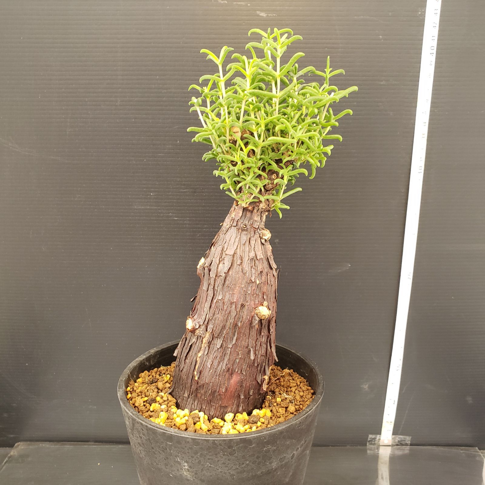 メストクレマ K239【自社養生株】メストクレマ（現地球・発根株・鉢植え）【塊根植物