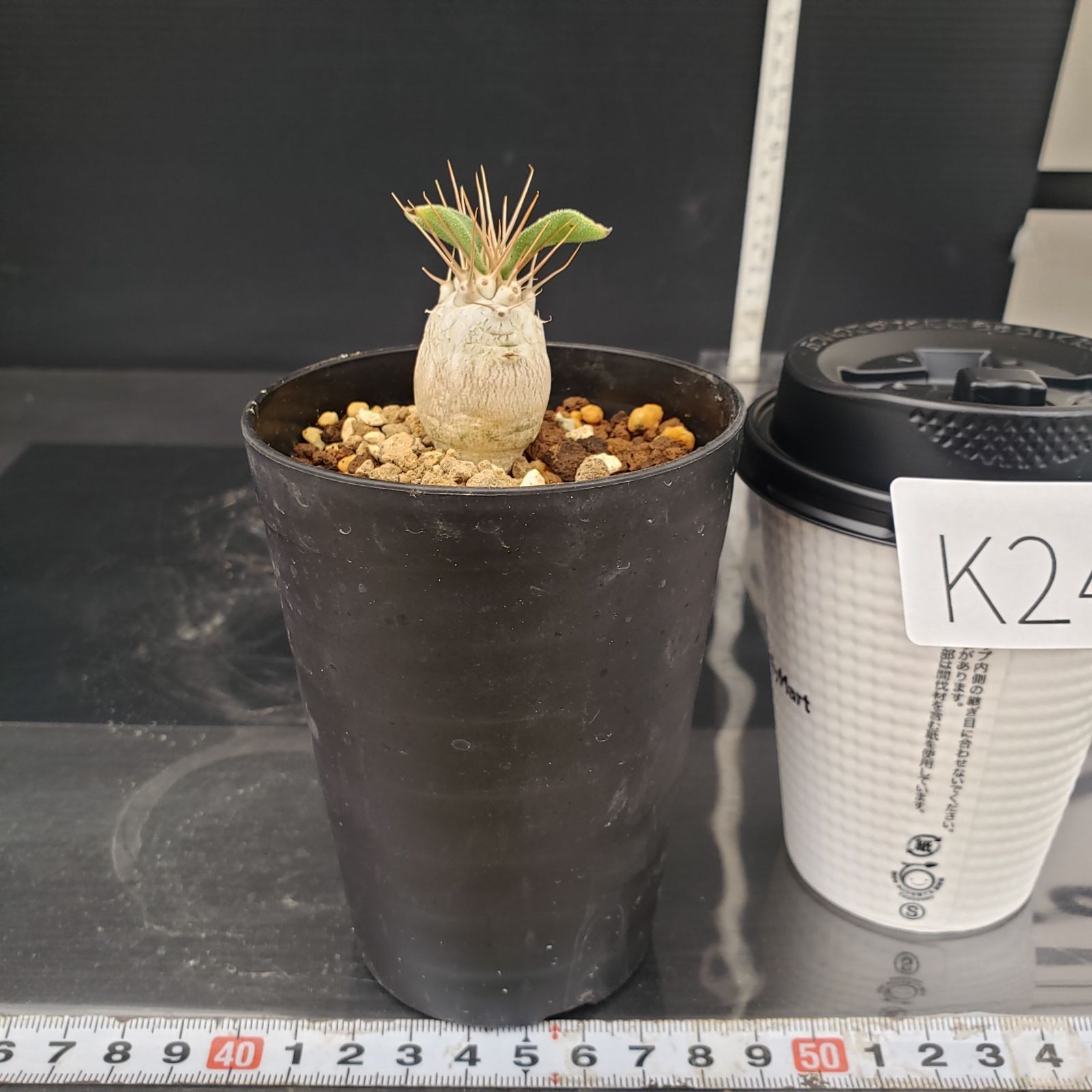 K240【自社養生株】パキポディウム ナマクアナム（発根株・鉢植え