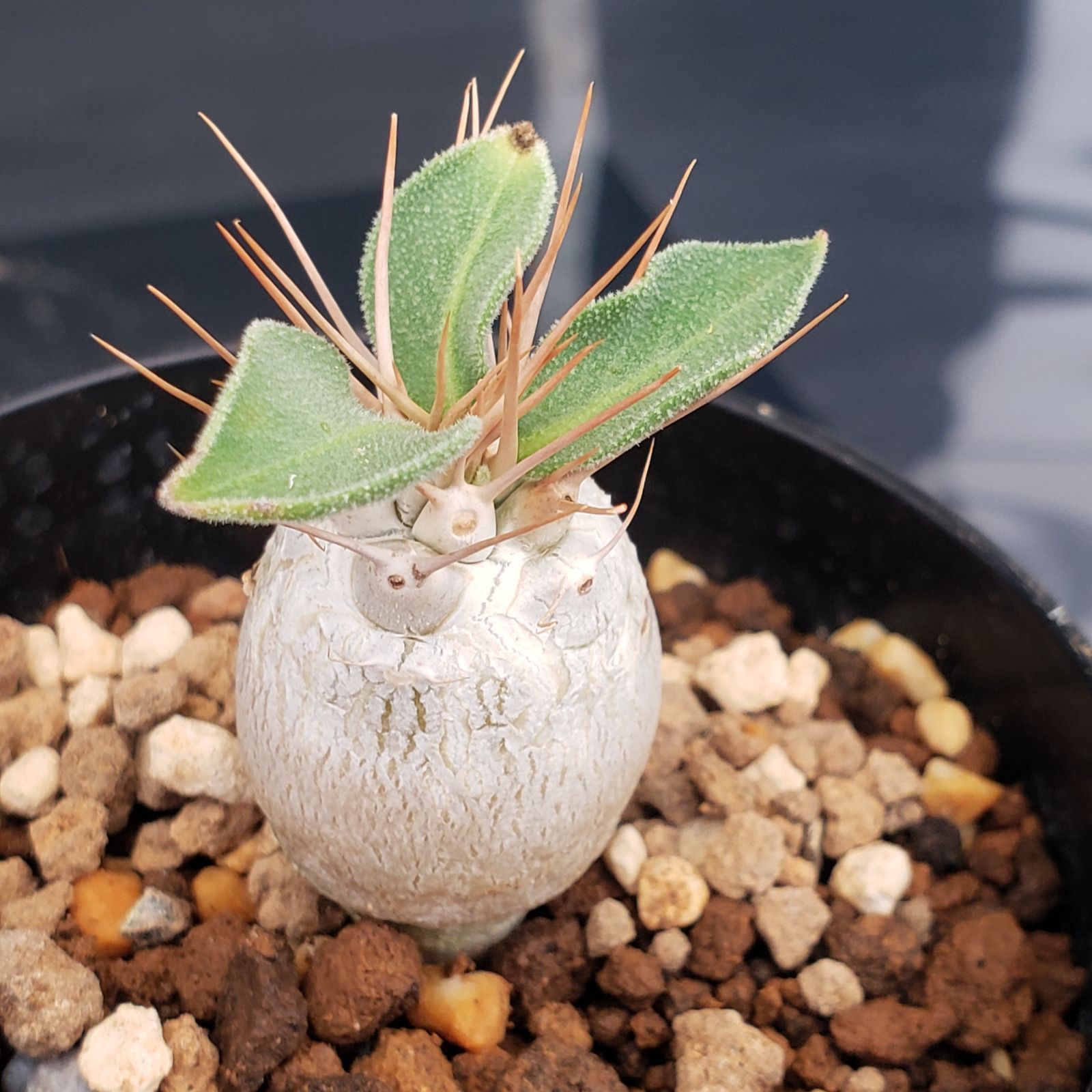 K240【自社養生株】パキポディウム ナマクアナム（発根株・鉢植え