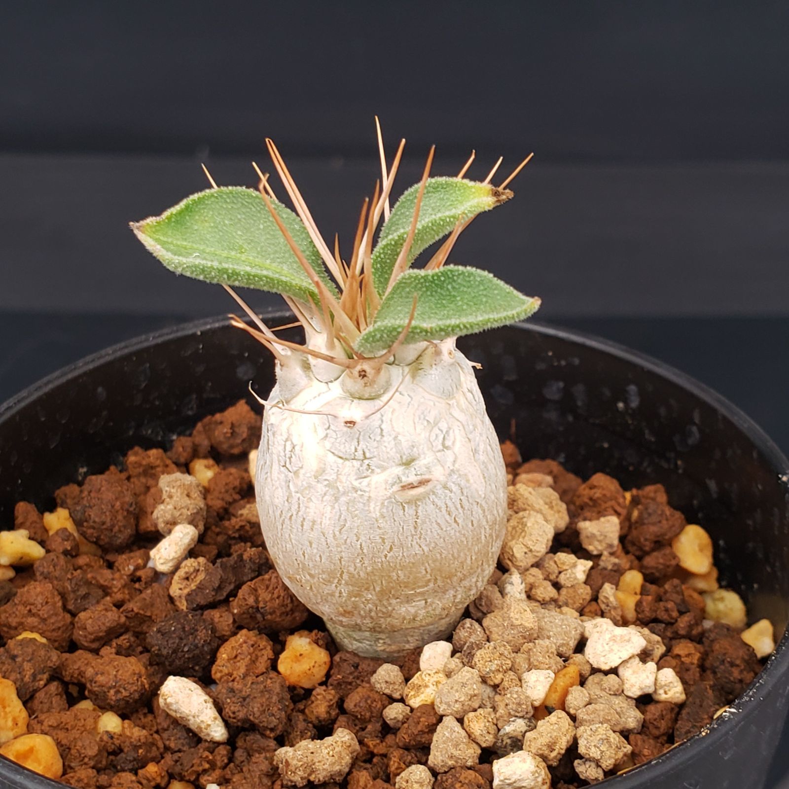 ナマクアナム　塊根植物　発根済 Pachypodium namaquanum パキポディウム ナマクアナム 発根済現地株 #1
