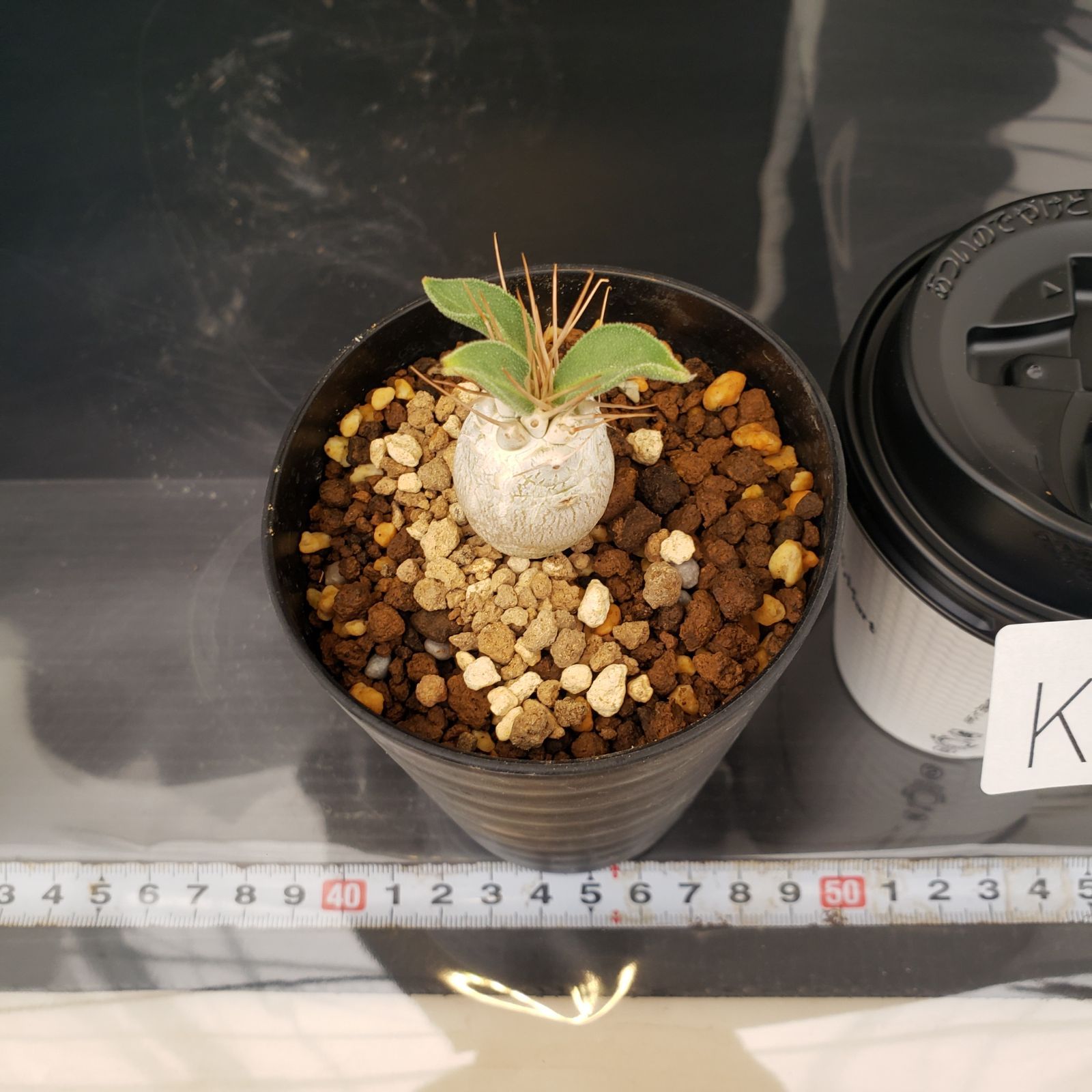 K240【自社養生株】パキポディウム ナマクアナム（発根株・鉢植え