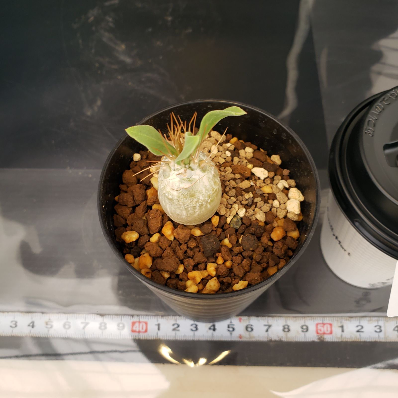 K241【自社養生株】パキポディウム ナマクアナム（発根株・鉢植え