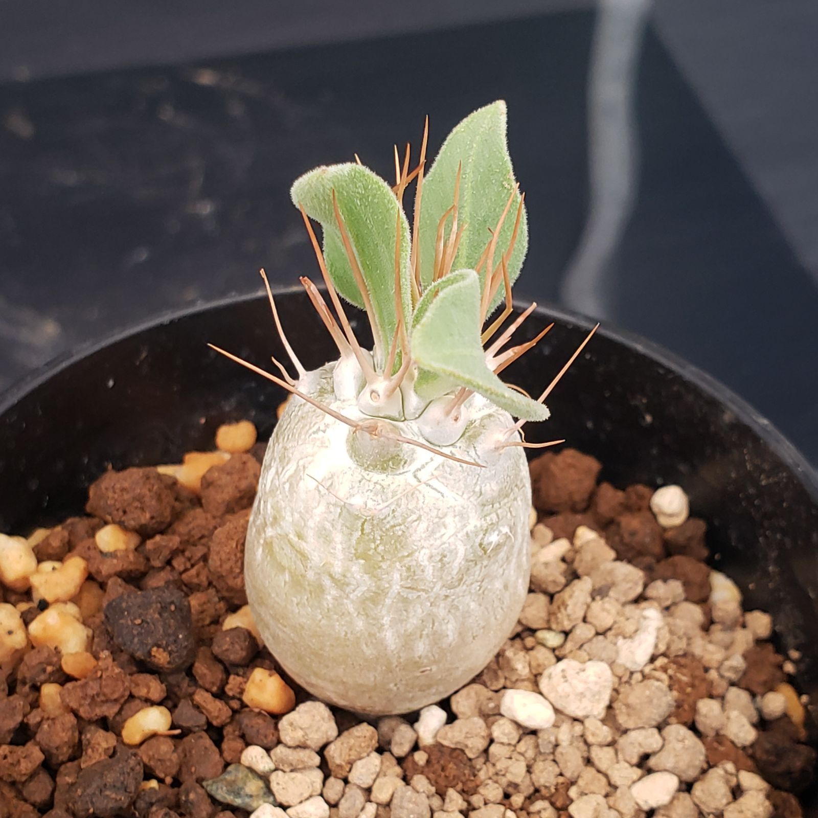 K241【自社養生株】パキポディウム ナマクアナム（発根株・鉢植え