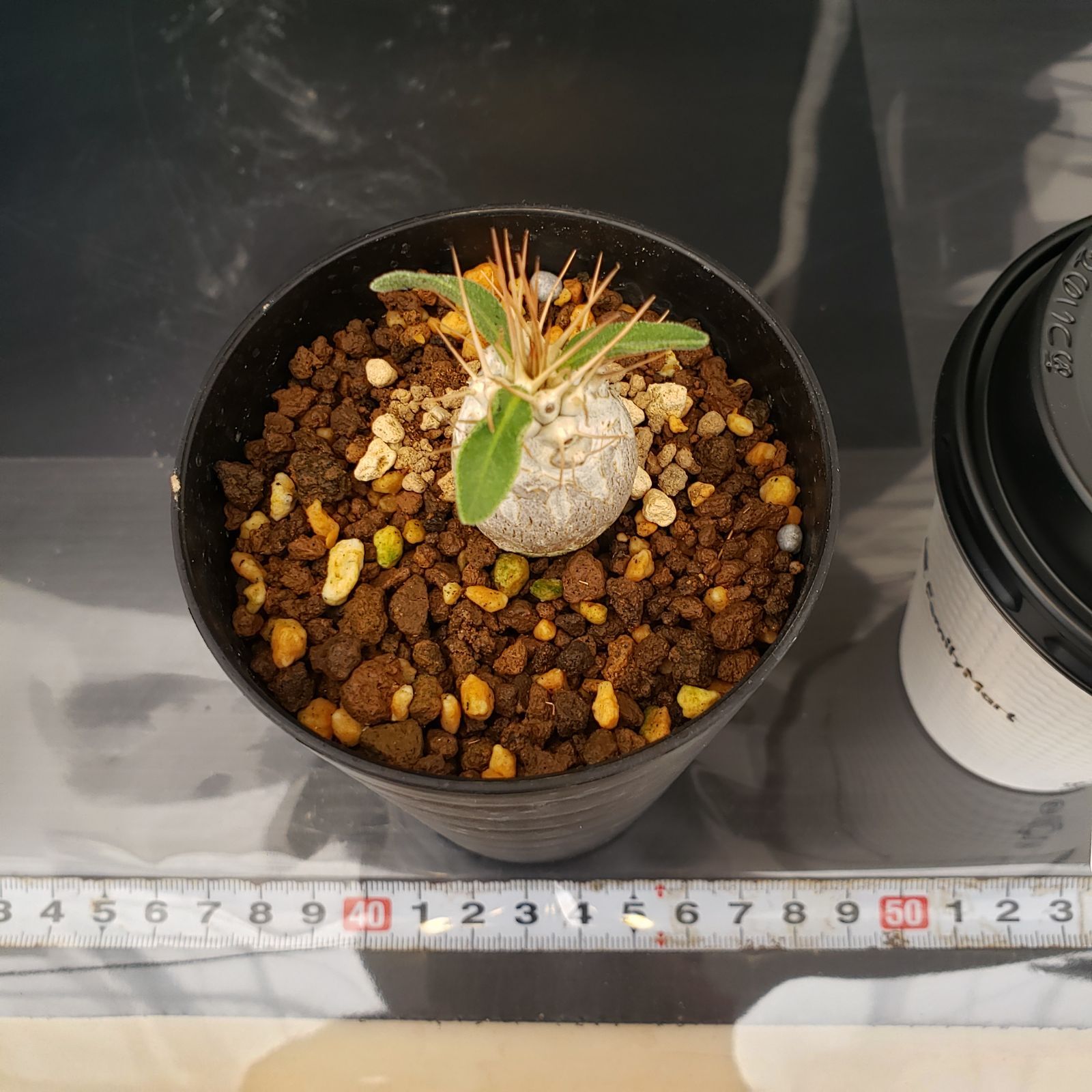 K242【自社養生株】パキポディウム ナマクアナム（発根株・鉢植え