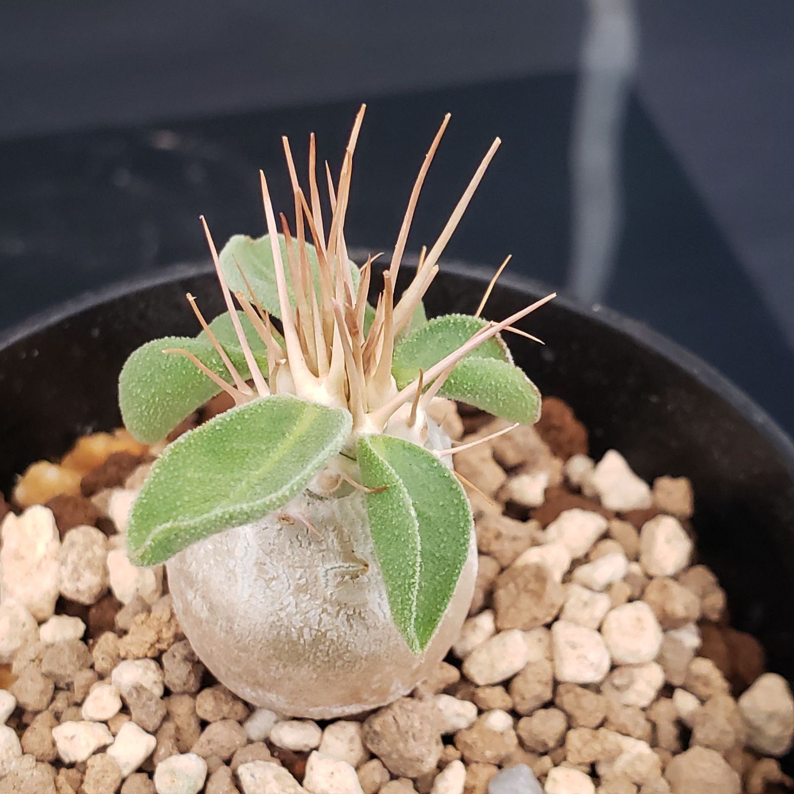 K243【自社養生株】パキポディウム ナマクアナム（発根株・鉢植え