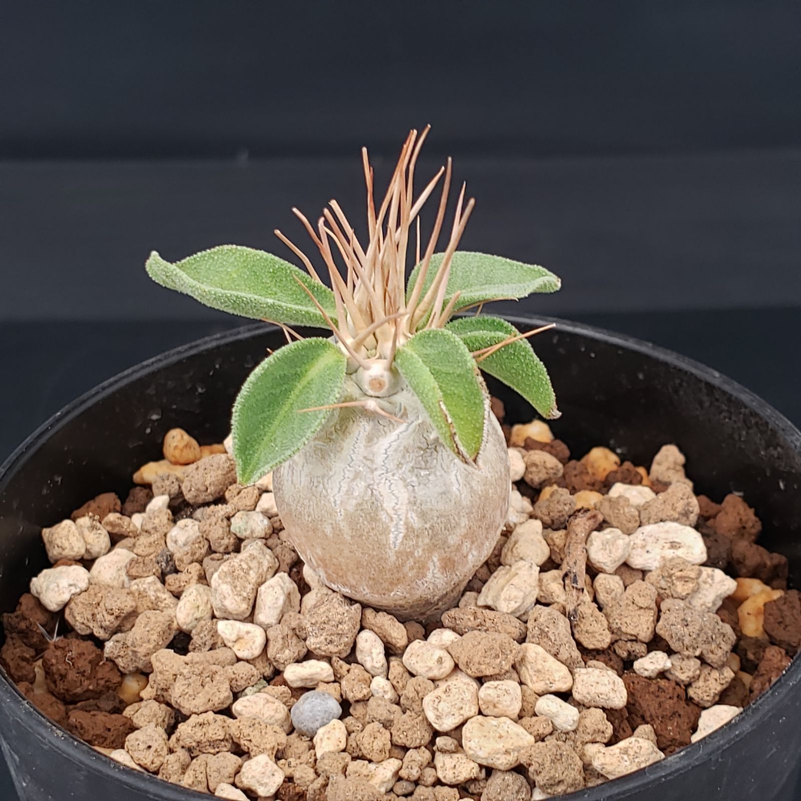 K243【自社養生株】パキポディウム ナマクアナム（発根株・鉢植え