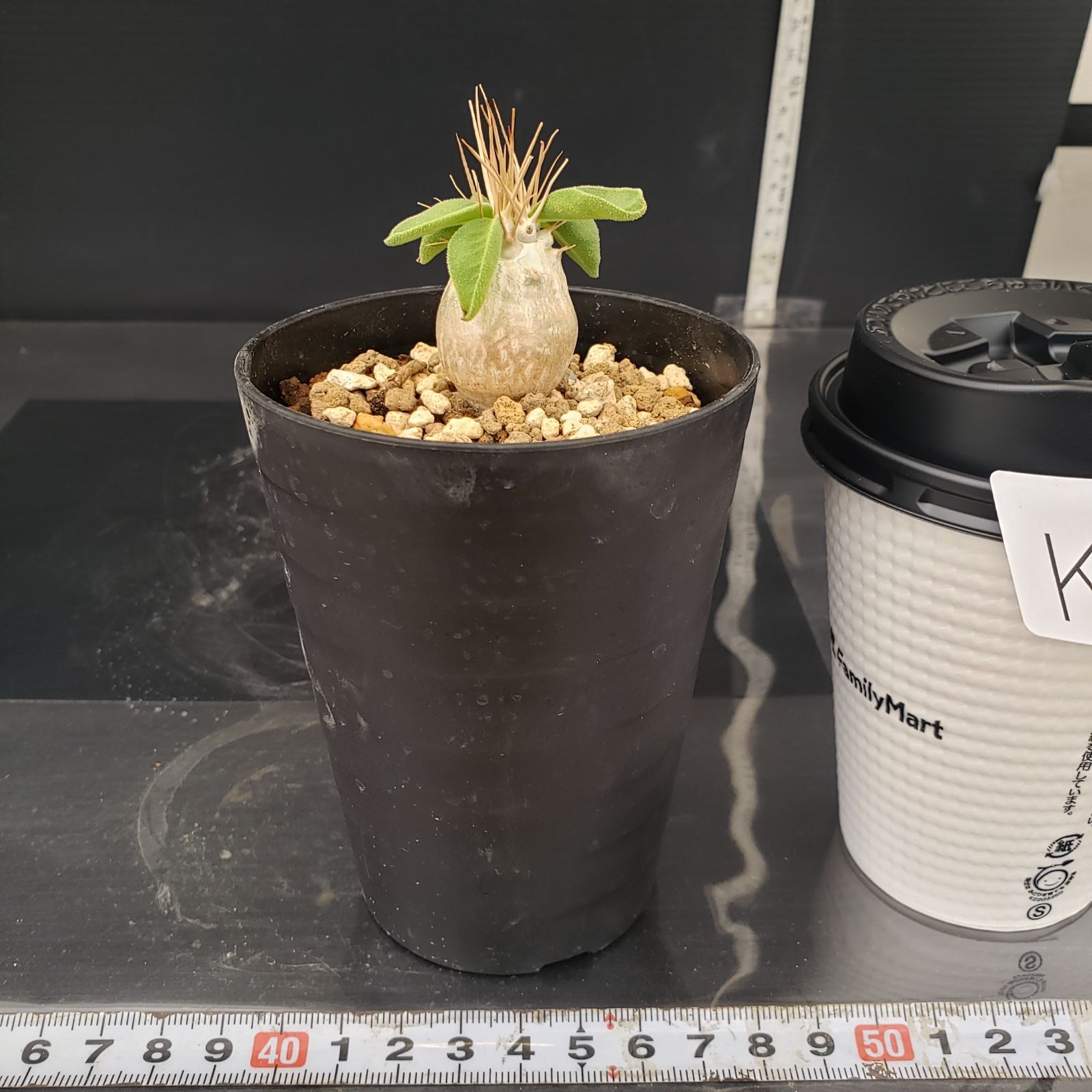 K243【自社養生株】パキポディウム ナマクアナム（発根株・鉢植え