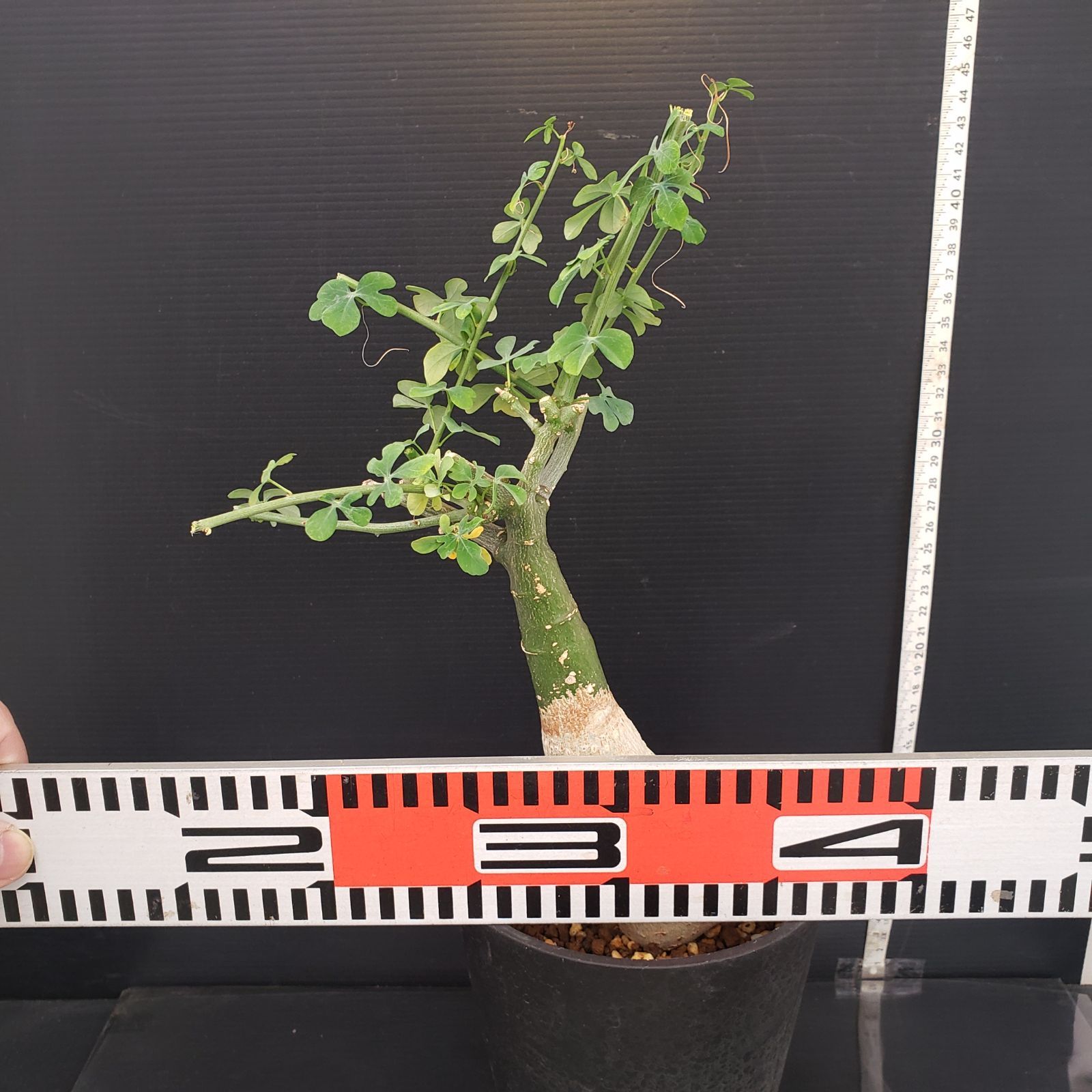 K244【自社養生株】アデニア フルチコーサ（現地球・発根株・鉢植え