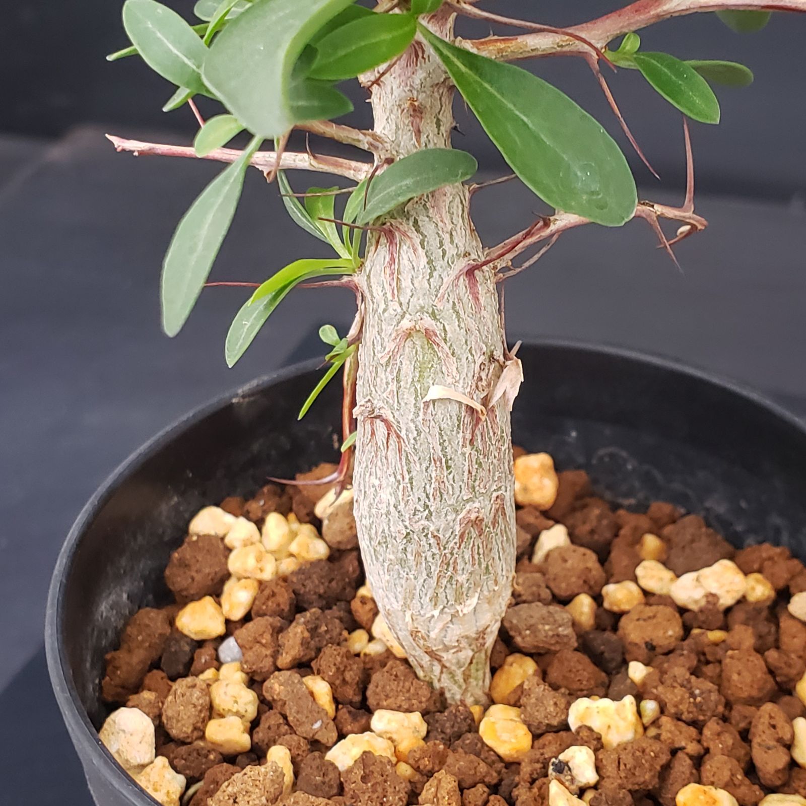 K246【自社養生株】フォークイエリア コルムナリス（実生・発根株