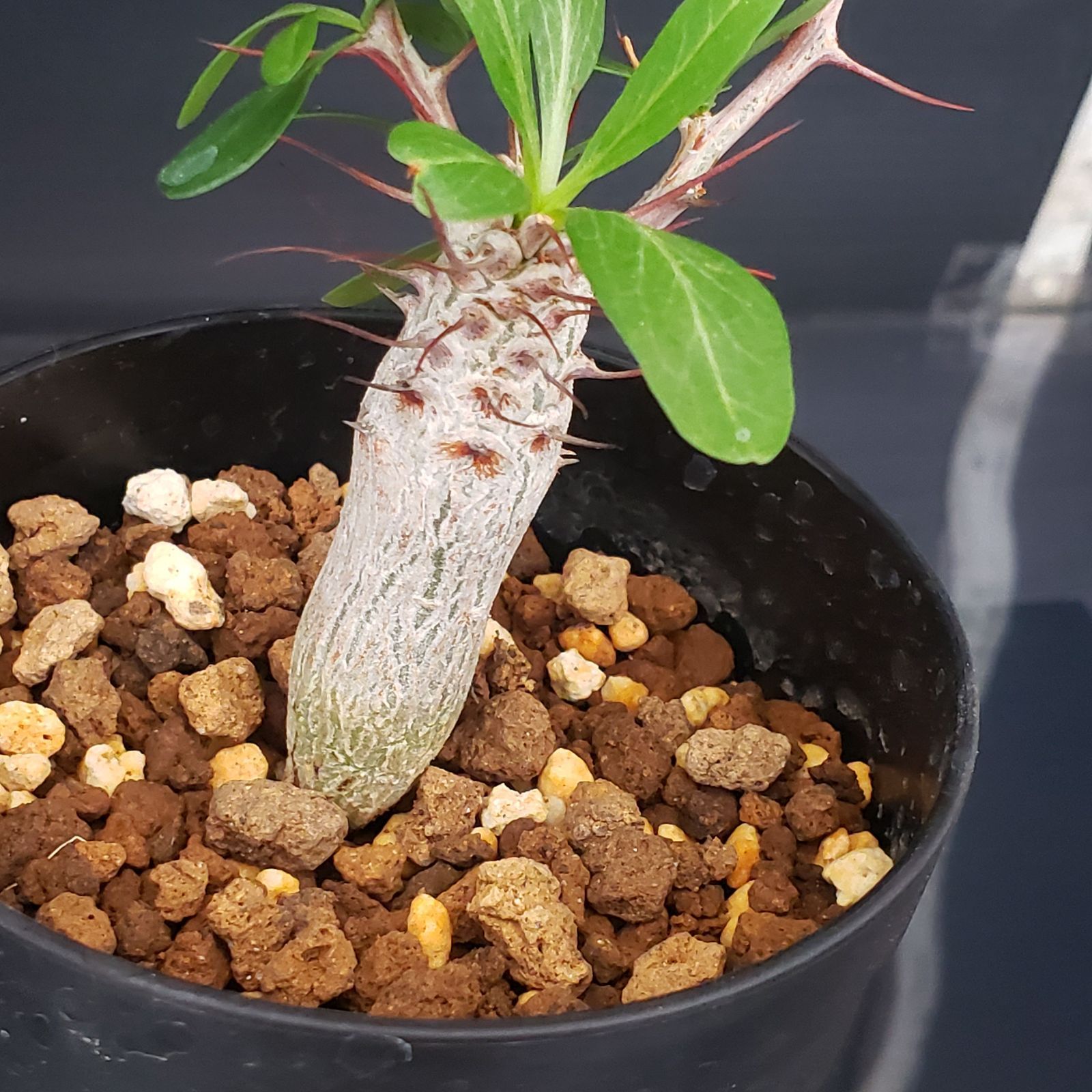 K247【自社養生株】フォークイエリア コルムナリス（実生・発根株