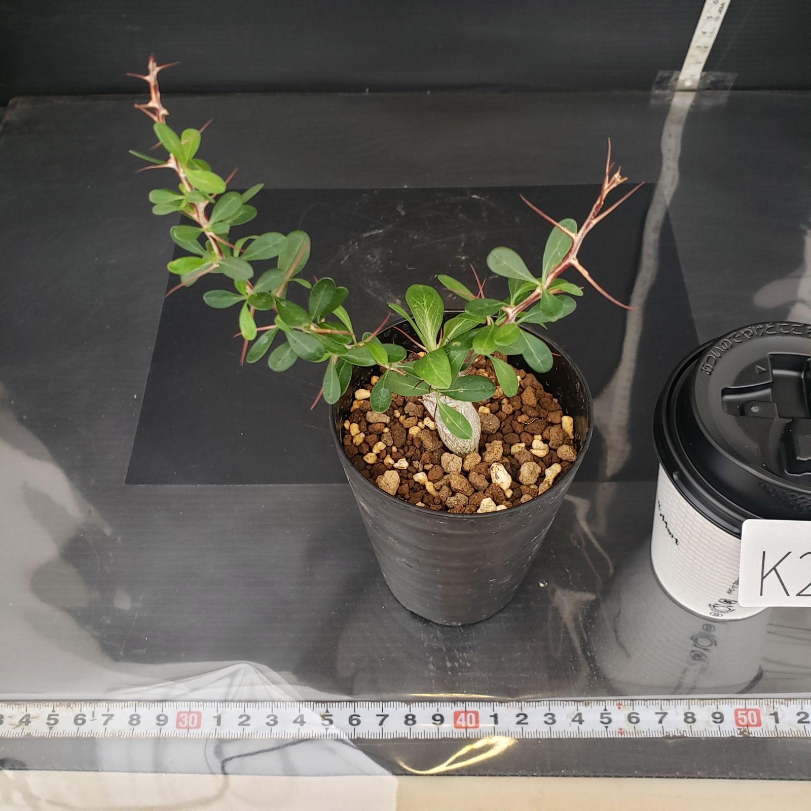 K247【自社養生株】フォークイエリア コルムナリス（実生・発根株