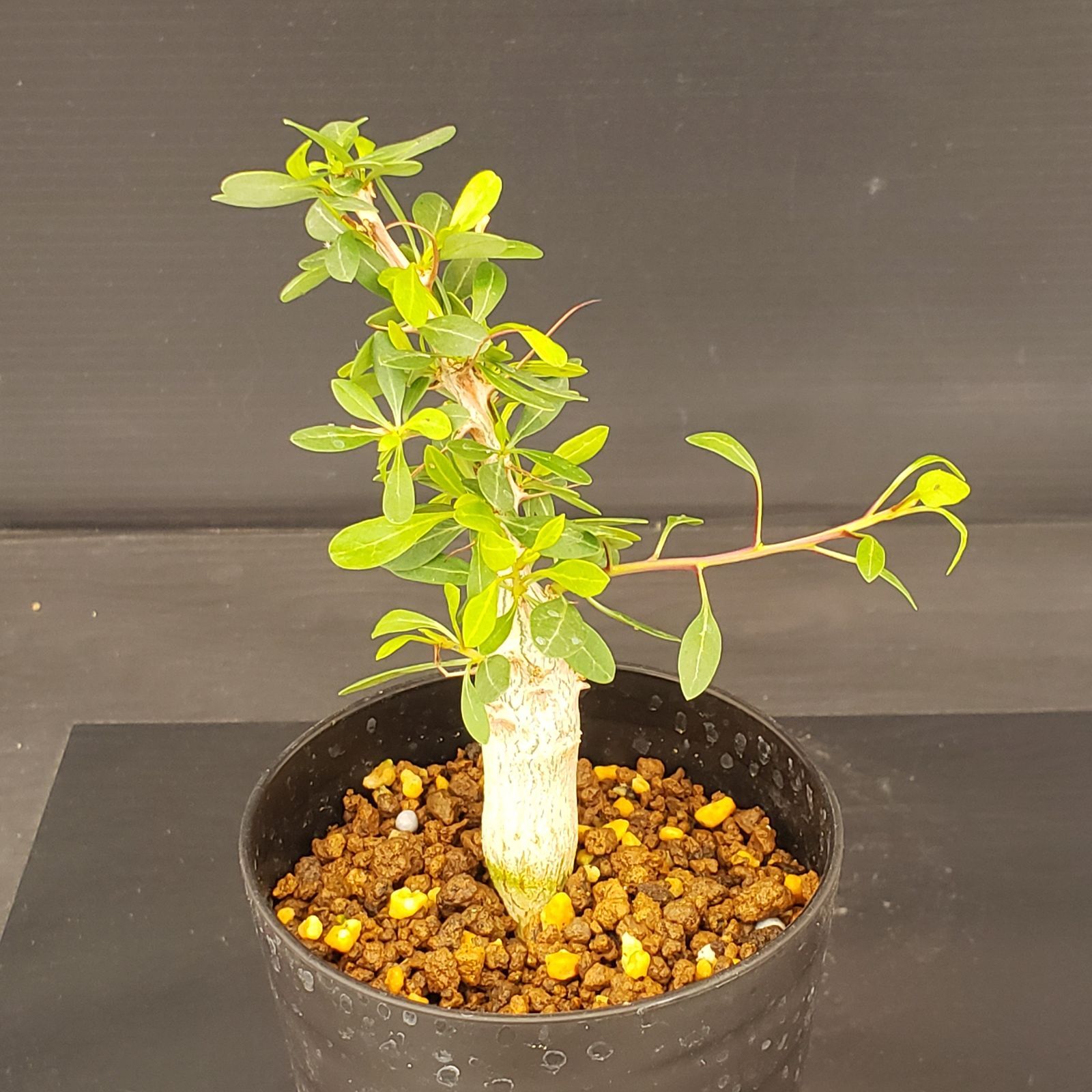 K251【自社養生株】フォークイエリア コルムナリス（実生・発根株