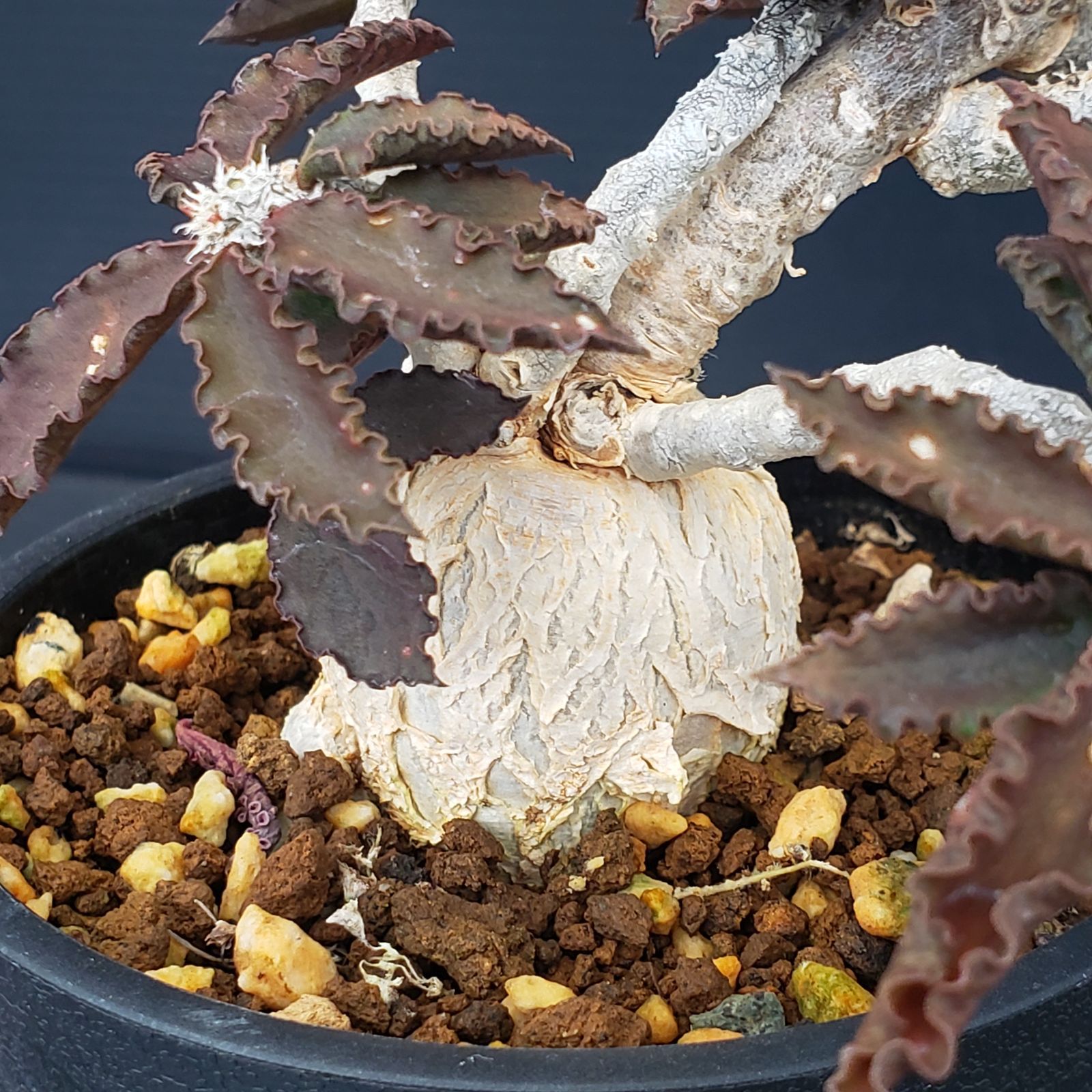 K255【自社養生株】ユーフォルビア アンボボンベンシス（発根株