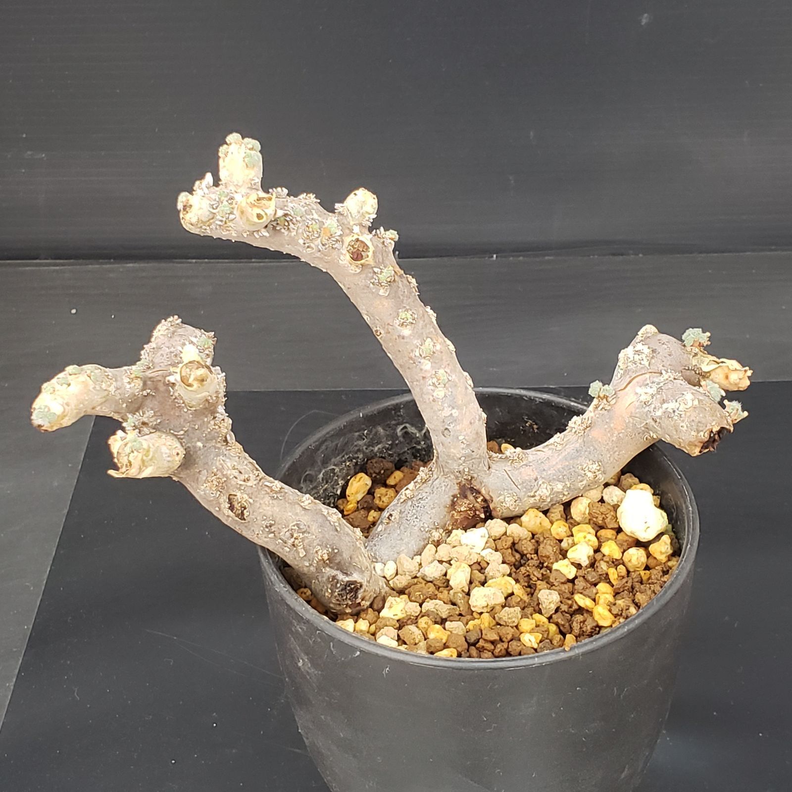 K258【自社養生株】モンソニア ムルチフィダ（現地球・発根未確認株