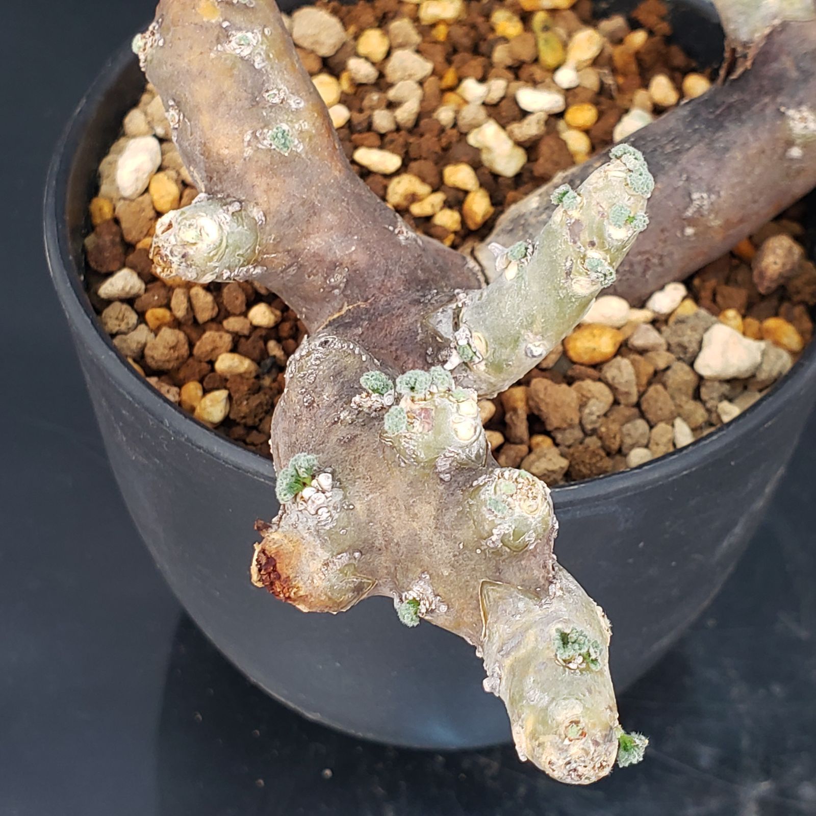 K260【自社養生株】モンソニア ムルチフィダ（現地球・発根未確認株