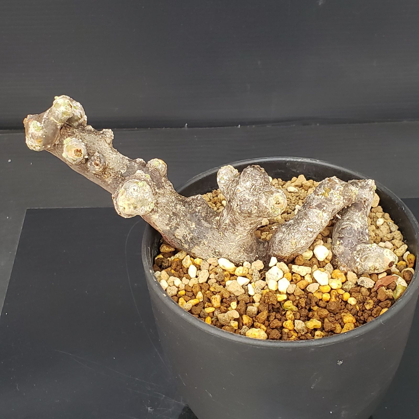 K262【自社養生株】モンソニア ムルチフィダ（現地球・発根未確認株