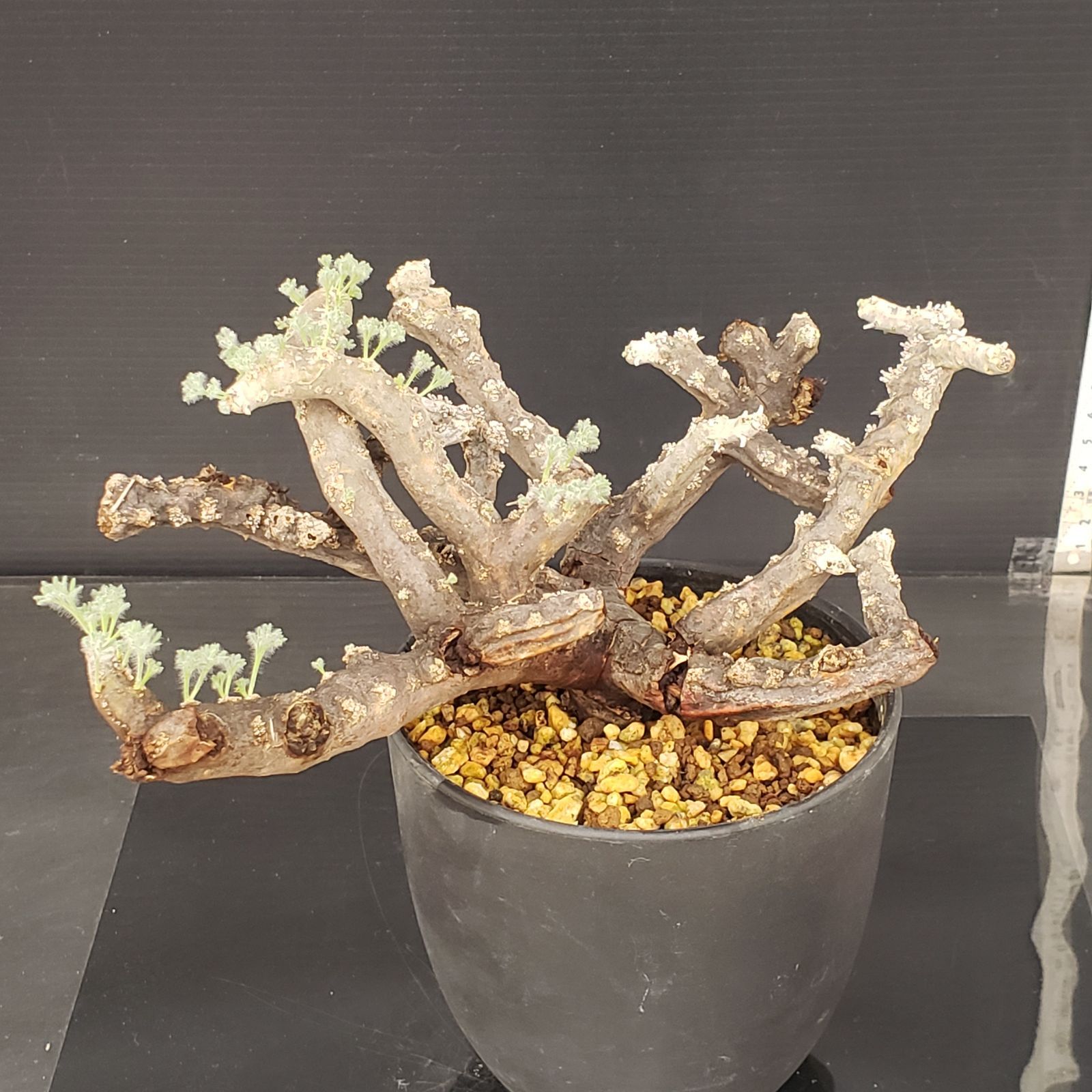 モンソニアムルチフィダ現地球発根済み K263【自社養生株】モンソニア ムルチフィダ（現地球・発根株・鉢植え