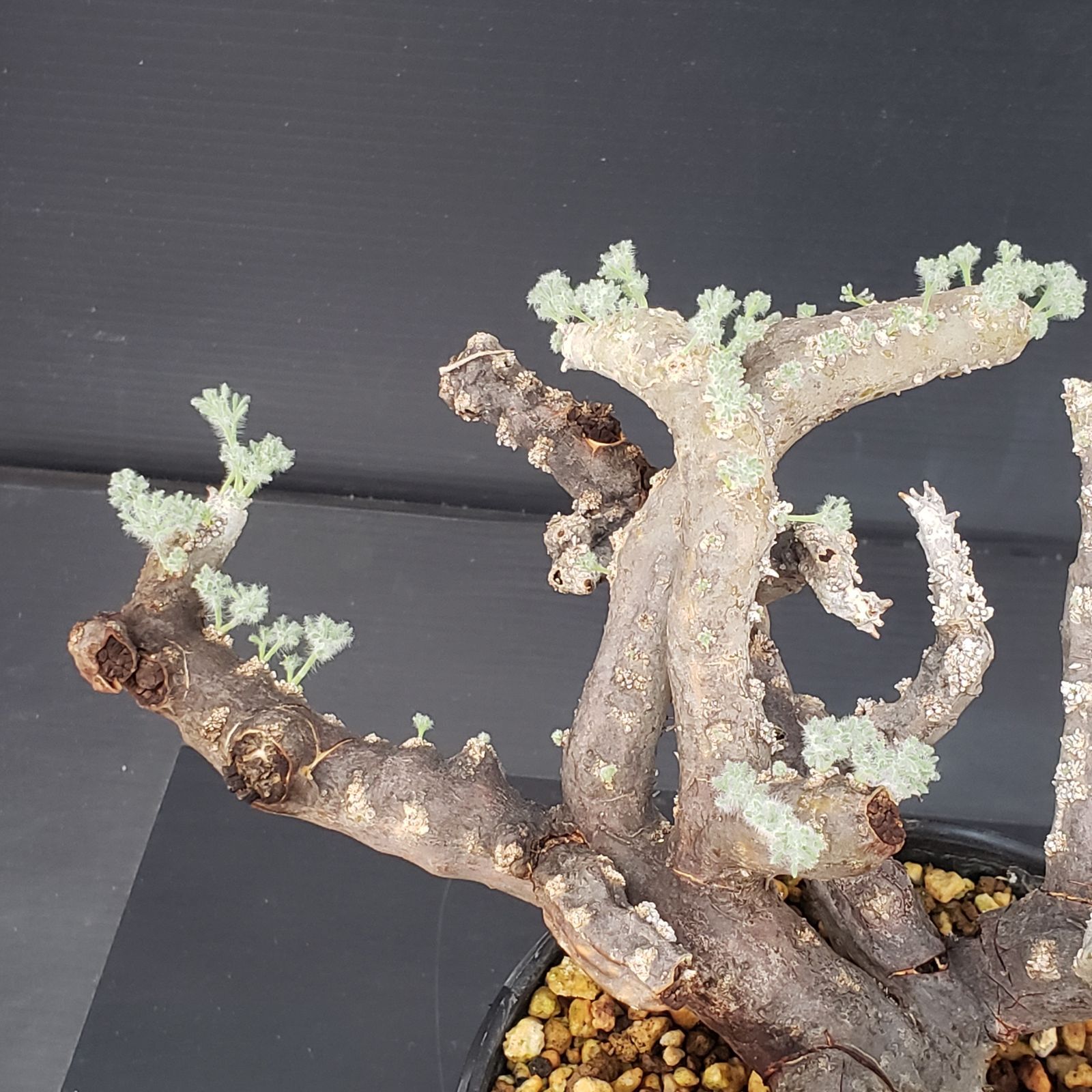 K263【自社養生株】モンソニア ムルチフィダ（現地球・発根株・鉢植え