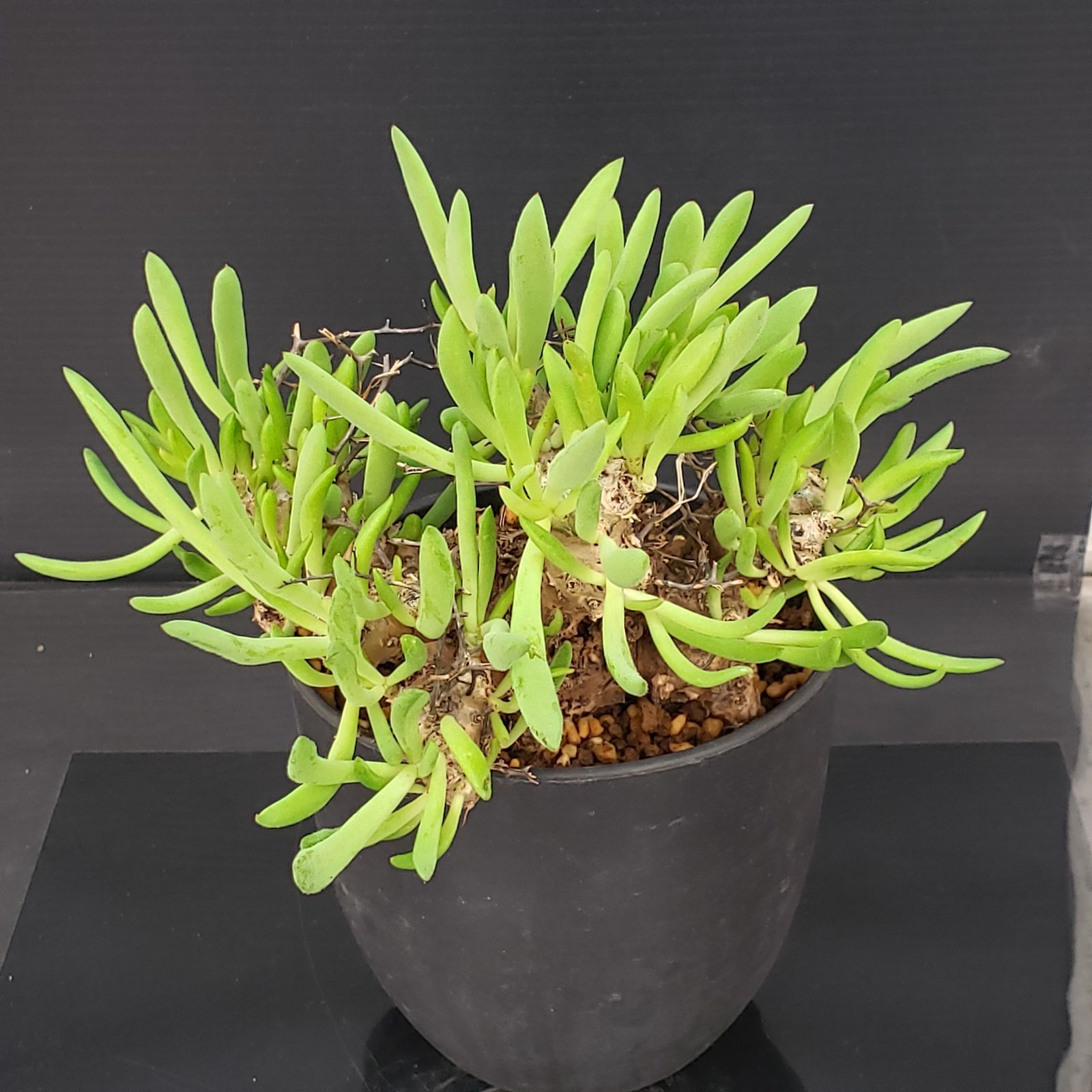 サマーセール！ 大株 万物想 チレコドン レティキュラータス 現地株 現地球 チレコドン レティキュラータス 万物想 現地球 - メルカリ