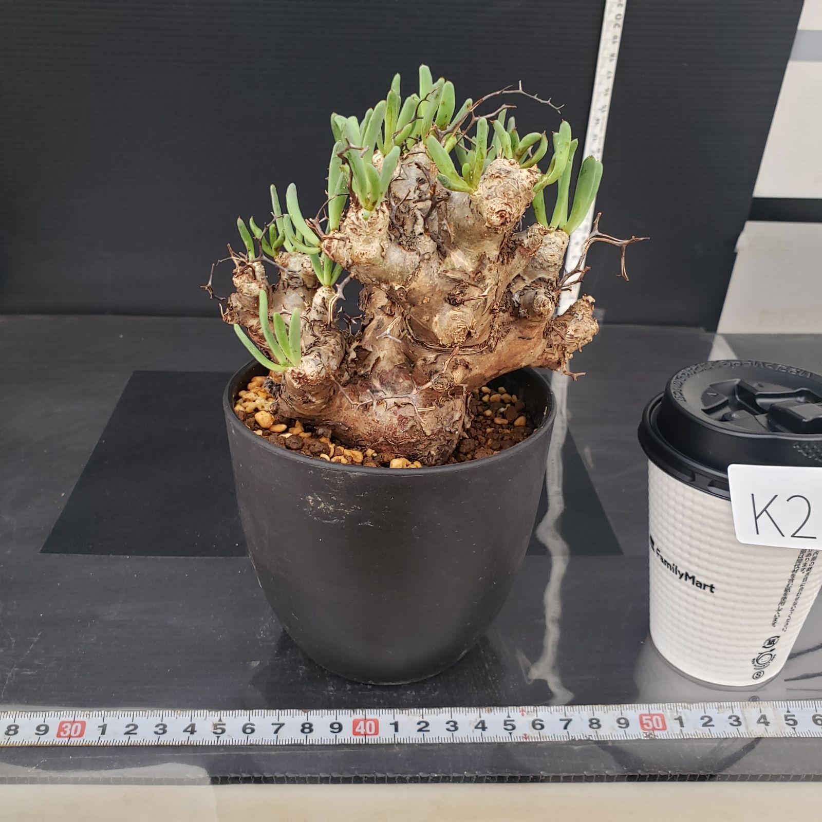 K266【自社養生株】チレコドン レティキュラータス 万物想（MS）（現地