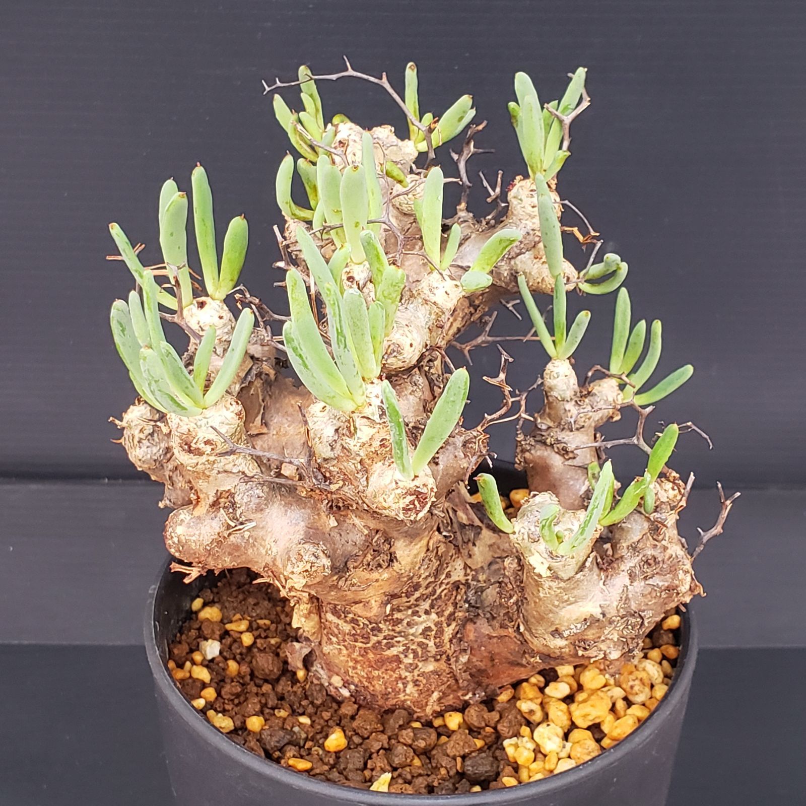 大株❗️ 塊根植物　チレコドン　レキュラータス　万物想　現地球 K188【自社養生株】チレコドン レティキュラータス 万物想（MS）（現地