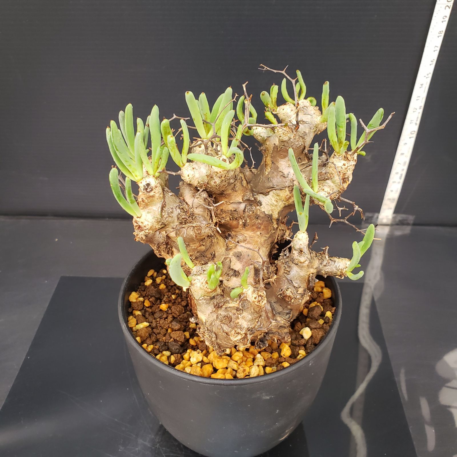 サマーセール！ 大株 万物想 チレコドン レティキュラータス 現地株 現地球 チレコドン レティキュラータス 万物想 特大株 現地球 発根済み