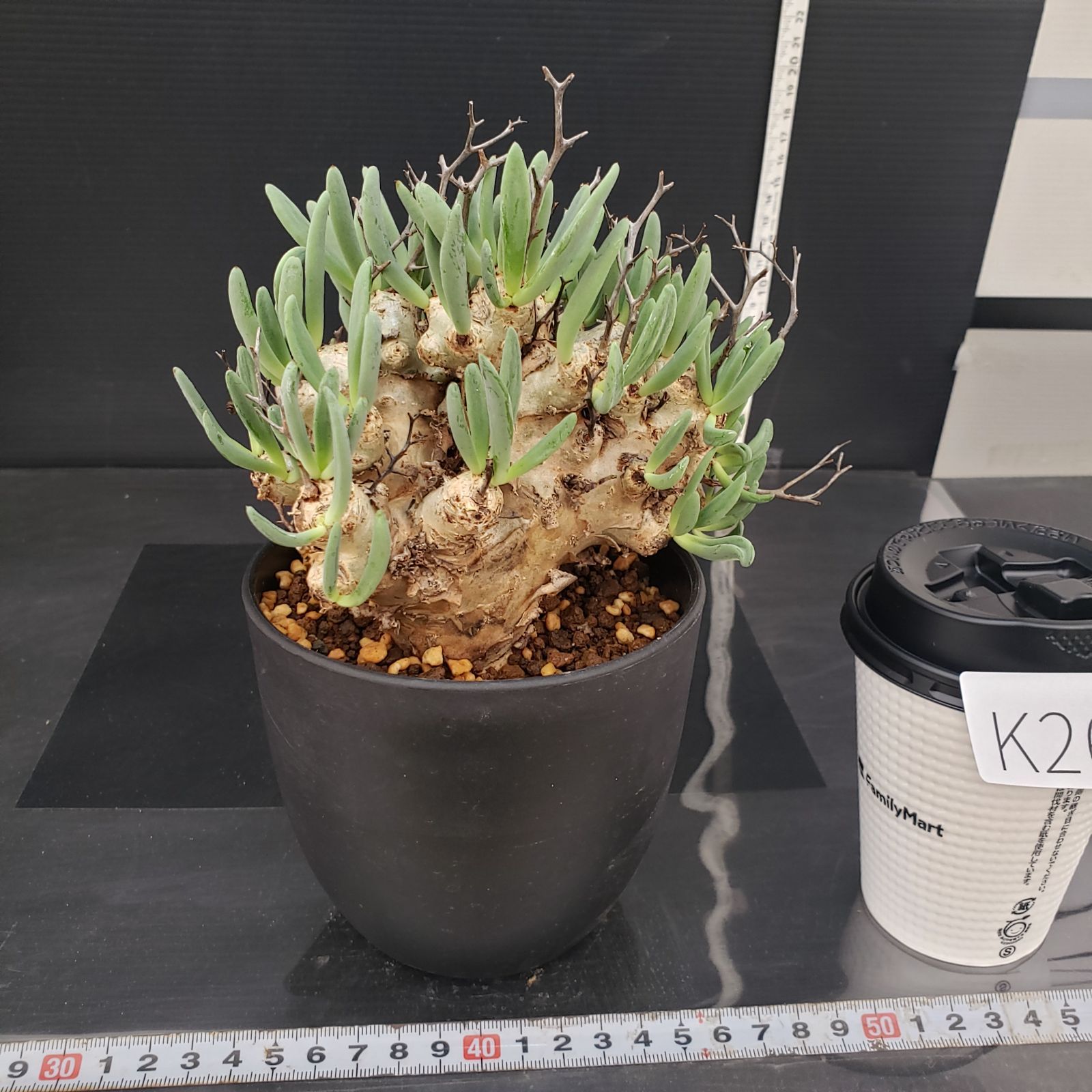 K267【自社養生株】チレコドン レティキュラータス 万物想（MS）（現地