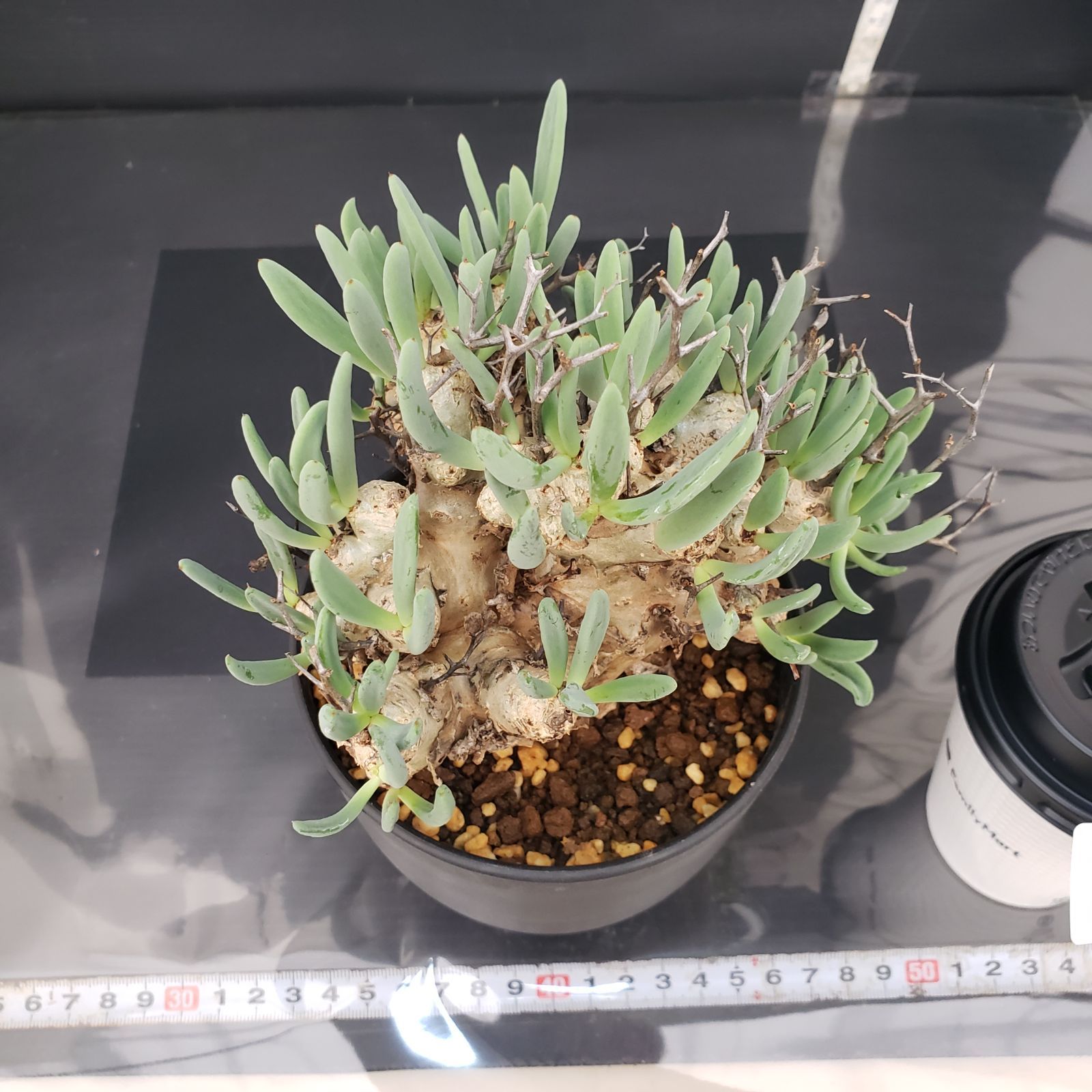 サマーセール！ 大株 万物想 チレコドン レティキュラータス 現地株 現地球 チレコドン レティキュラータス 万物想 現地球 - メルカリ