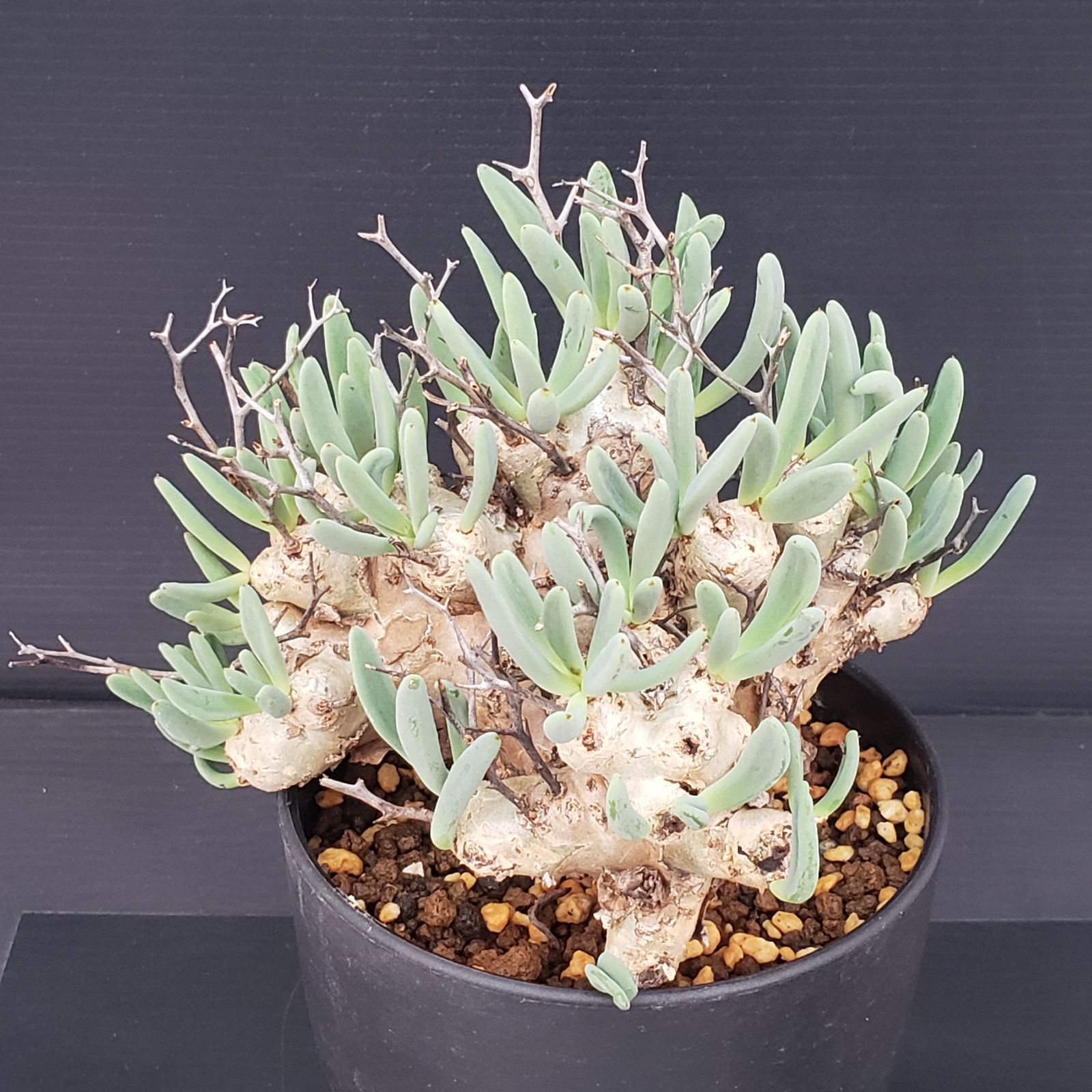 す*ん様 チレコドン レティキュラータス 万物想 現地株 発根済 チレコドン レティキュラータス 万物想 特大株 現地球 発根済み