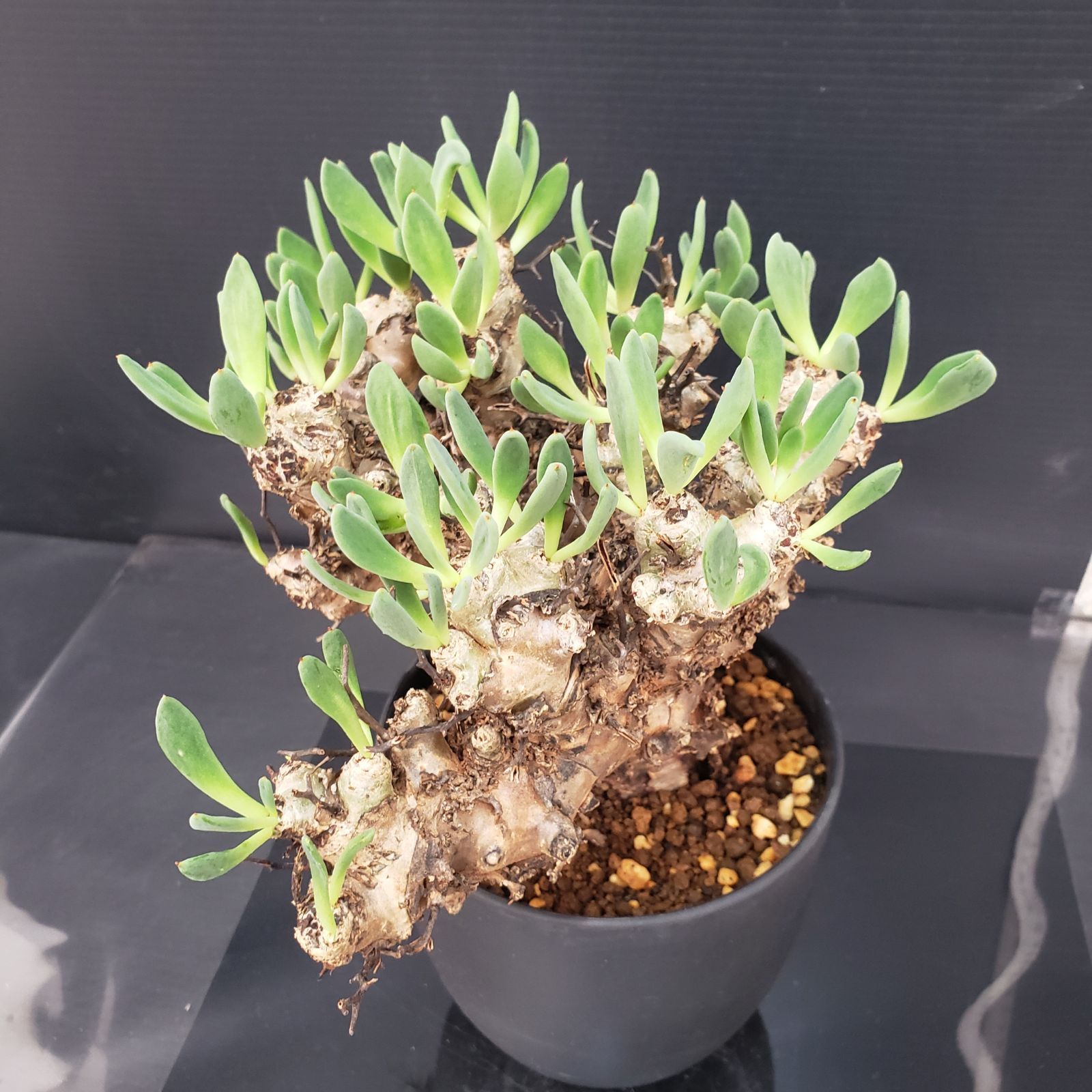 大株❗️ 塊根植物　チレコドン　レキュラータス　万物想　現地球 K268【自社養生株】チレコドン レティキュラータス 万物想（M）（現地