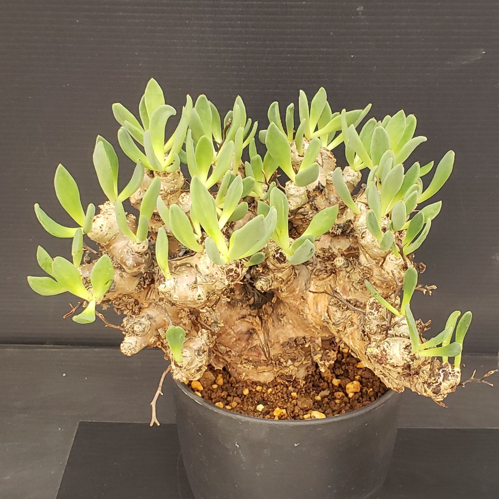 K268【自社養生株】チレコドン レティキュラータス 万物想（M）（現地