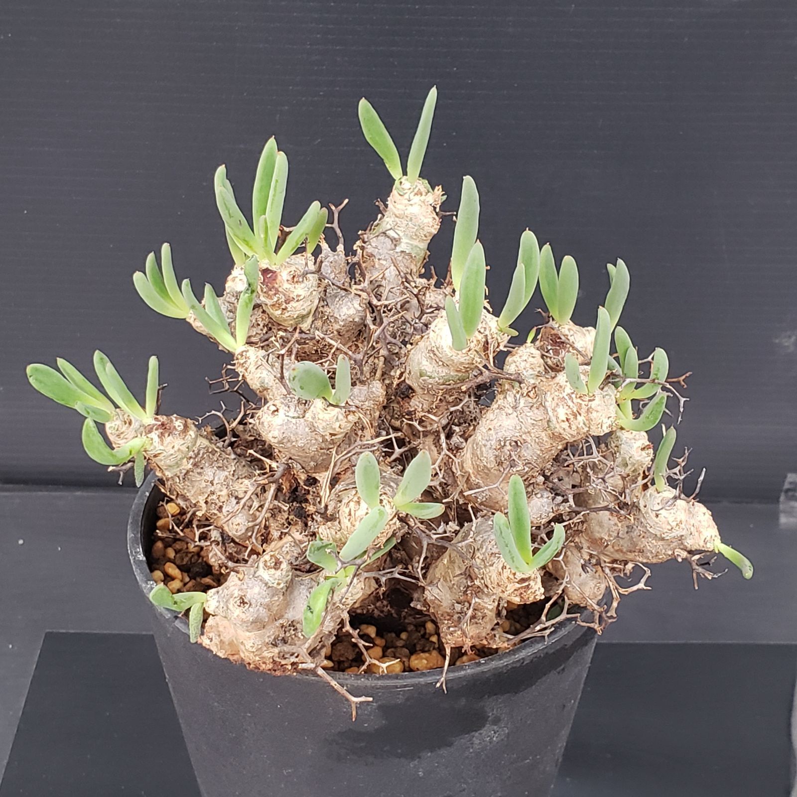 サマーセール！ 大株 万物想 チレコドン レティキュラータス 現地株 現地球 K269【自社養生株】チレコドン レティキュラータス 万物想（M）（現地