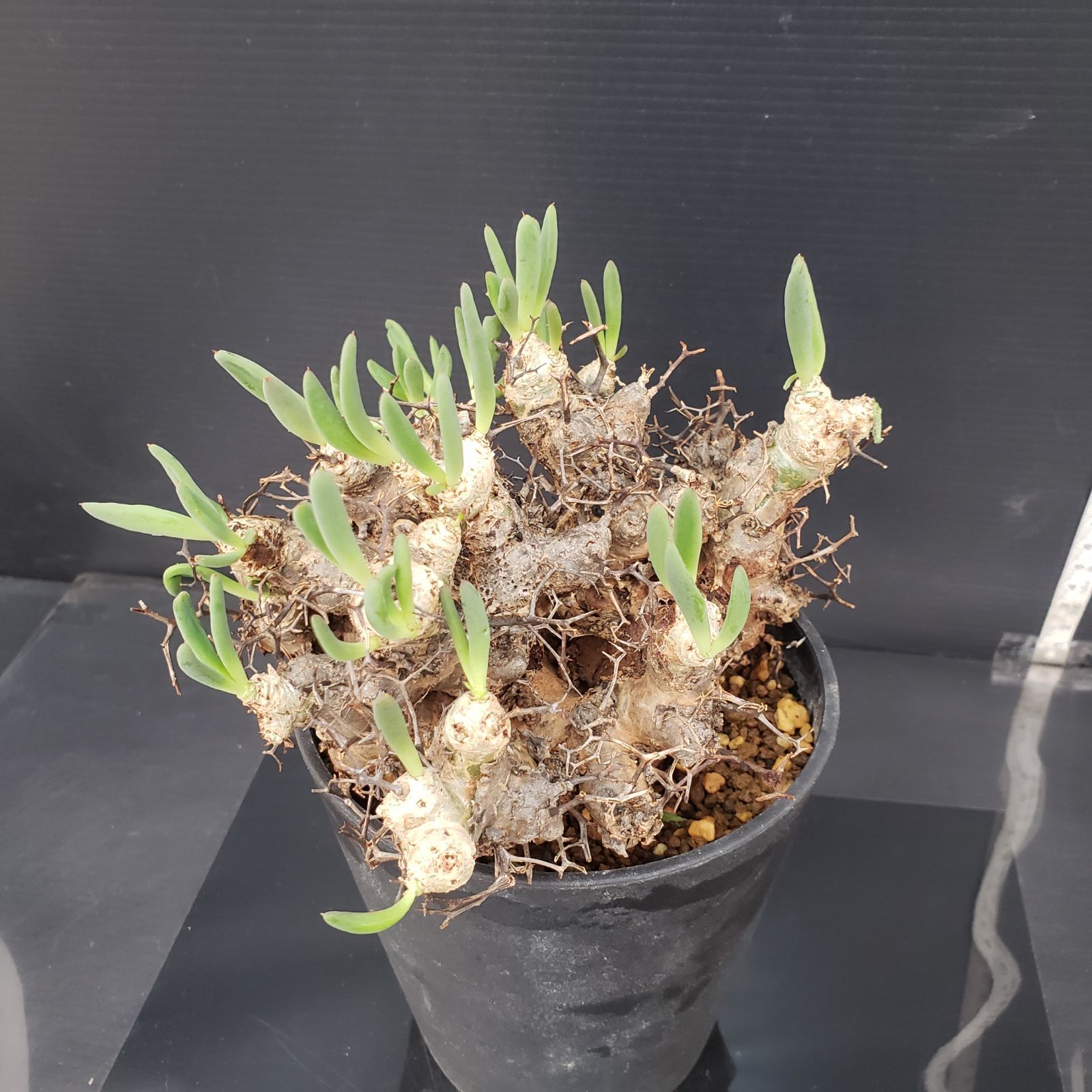 大株❗️ 塊根植物　チレコドン　レキュラータス　万物想　現地球 K269【自社養生株】チレコドン レティキュラータス 万物想（M）（現地