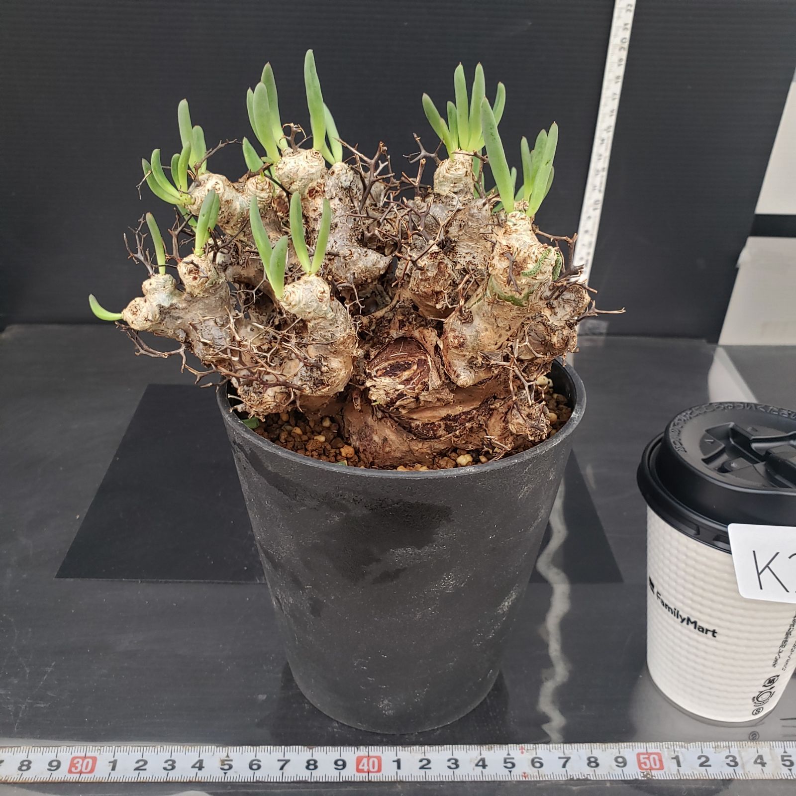 サマーセール！ 大株 万物想 チレコドン レティキュラータス 現地株 現地球 チレコドン レティキュラータス 万物想 特大株 現地球 発根済み