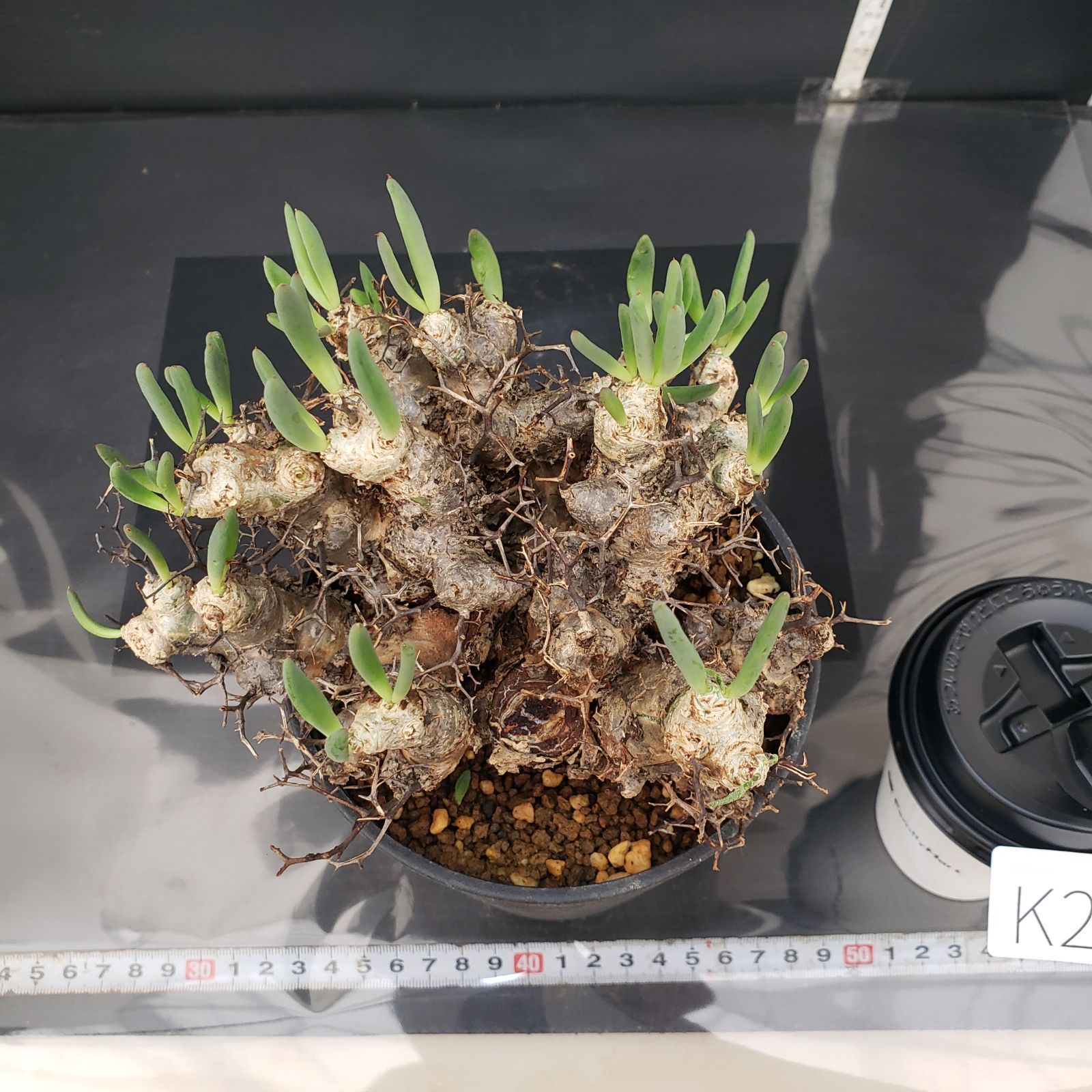 K269【自社養生株】チレコドン レティキュラータス 万物想（M）（現地